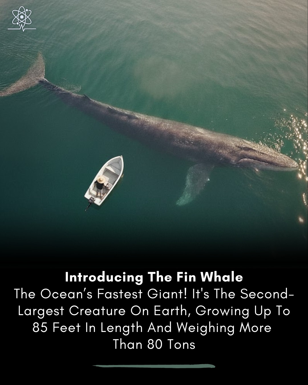 Science - The fin whale (Balaenoptera physalus), also called the ...