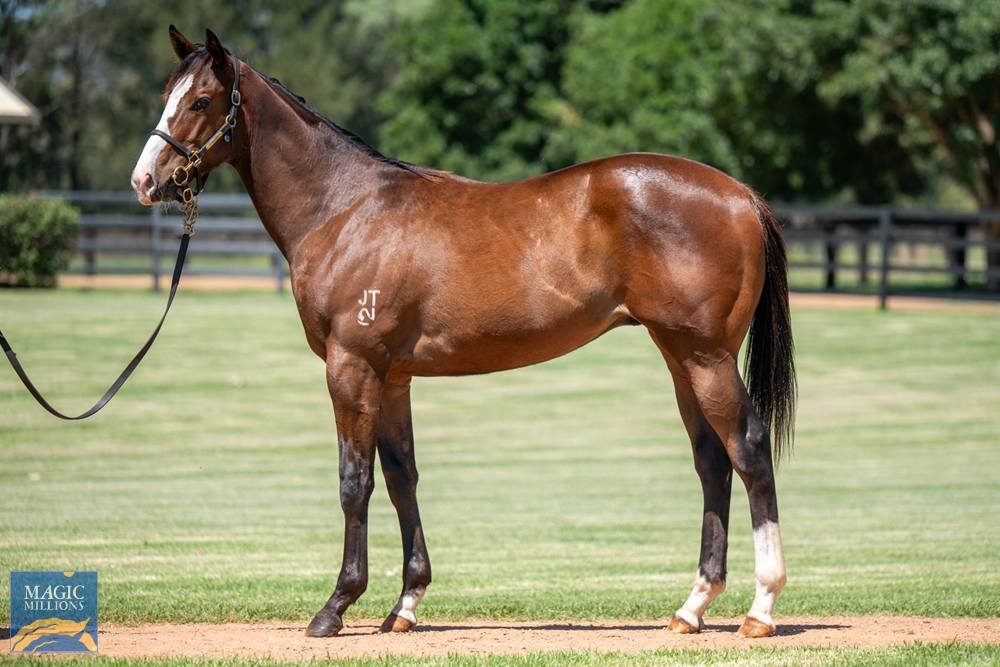 Wilson Racing - 🌟 RACE A MAGIC MILLIONS COLT 🌟 Join the... | Facebook