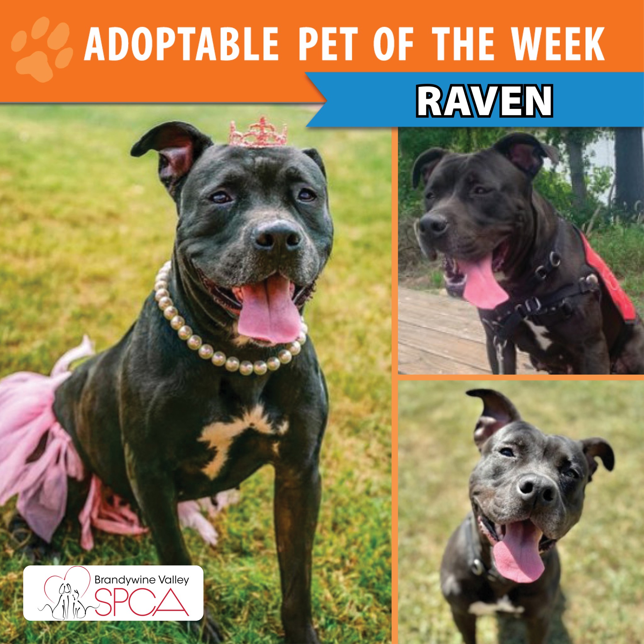 That - 🐾 Meet the Adoptable Pet of the Week from Brandywine Valley SPCA ...