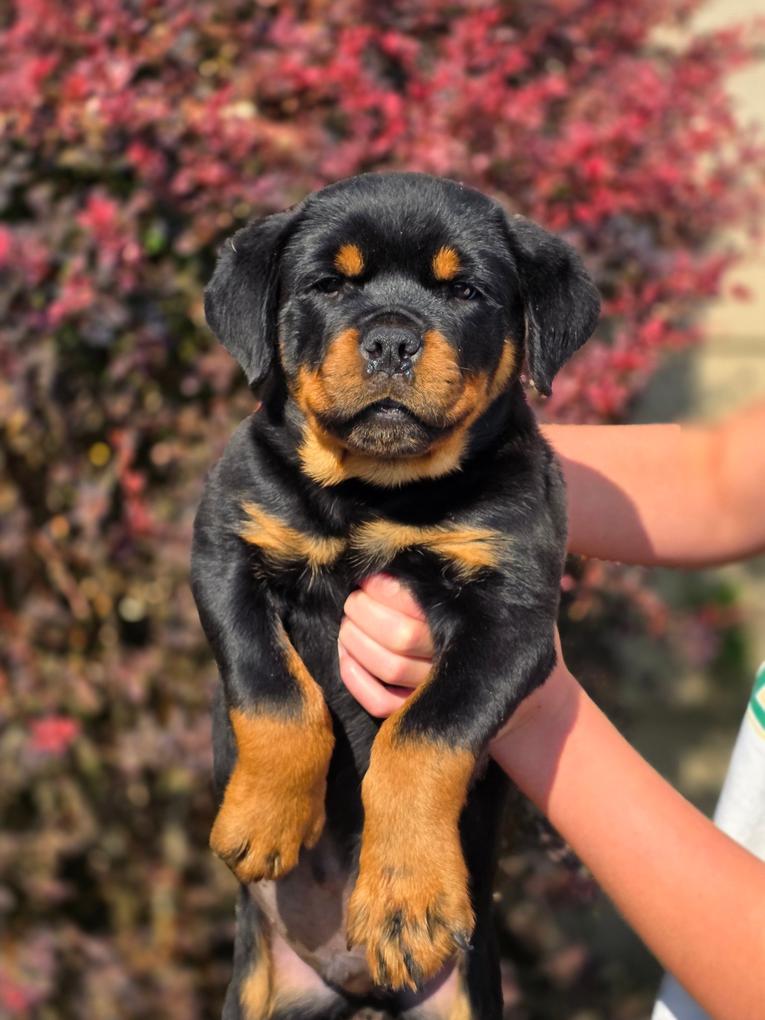 Divine Rottweilers | Cottage Grove OR
