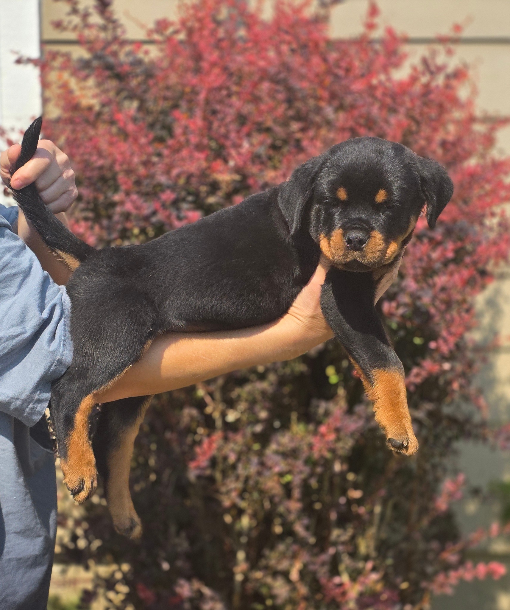 Divine Rottweilers | Cottage Grove OR