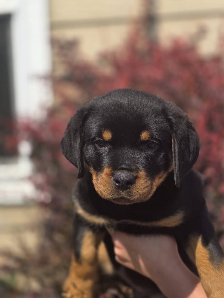Divine Rottweilers | Cottage Grove OR