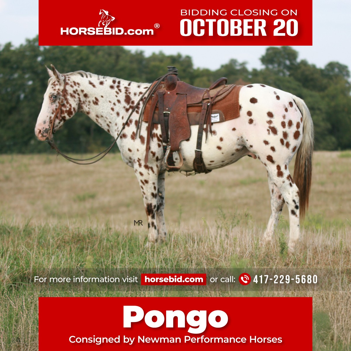 HorseBid.com - ♦️ 𝐭𝐡𝐞 𝐀𝐌𝐄𝐑𝐈𝐂𝐀𝐍 𝓕𝓪𝓵𝓵 𝓒𝓵𝓪𝓼𝓼𝓲𝓬 ♦️ ending MONDAY | 𝐎𝐜𝐭𝐨𝐛𝐞𝐫 ...