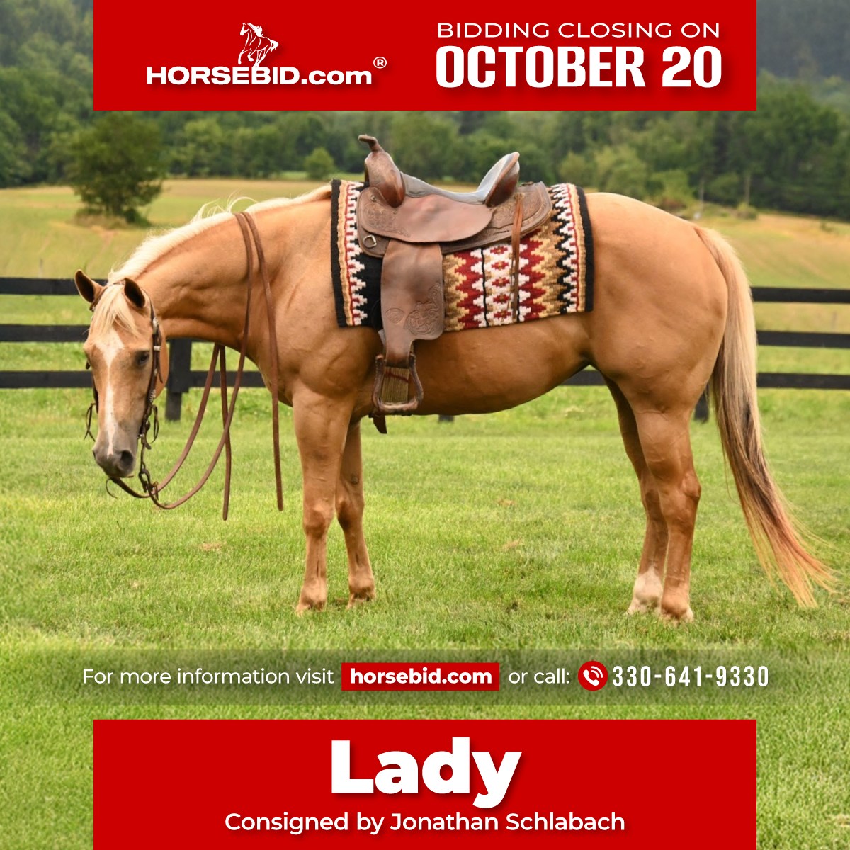 HorseBid.com - ♦️ 𝐭𝐡𝐞 𝐀𝐌𝐄𝐑𝐈𝐂𝐀𝐍 𝓕𝓪𝓵𝓵 𝓒𝓵𝓪𝓼𝓼𝓲𝓬 ♦️ ending MONDAY | 𝐎𝐜𝐭𝐨𝐛𝐞𝐫 ...