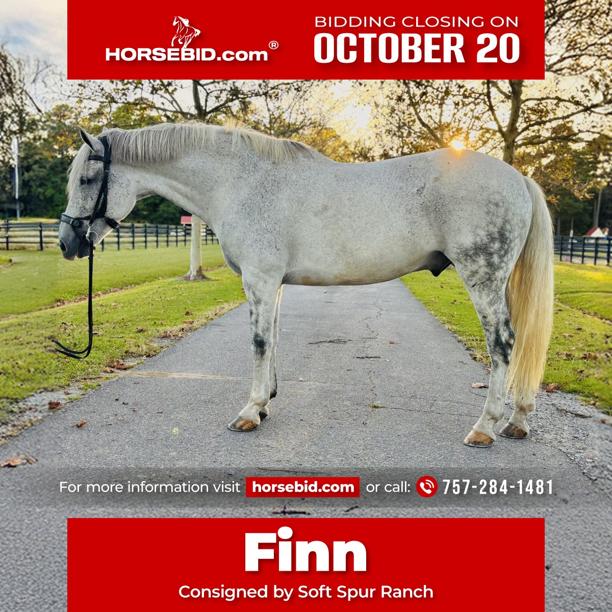 HorseBid.com - ♦️ 𝐭𝐡𝐞 𝐀𝐌𝐄𝐑𝐈𝐂𝐀𝐍 𝓕𝓪𝓵𝓵 𝓒𝓵𝓪𝓼𝓼𝓲𝓬 ♦️ ending MONDAY | 𝐎𝐜𝐭𝐨𝐛𝐞𝐫 ...