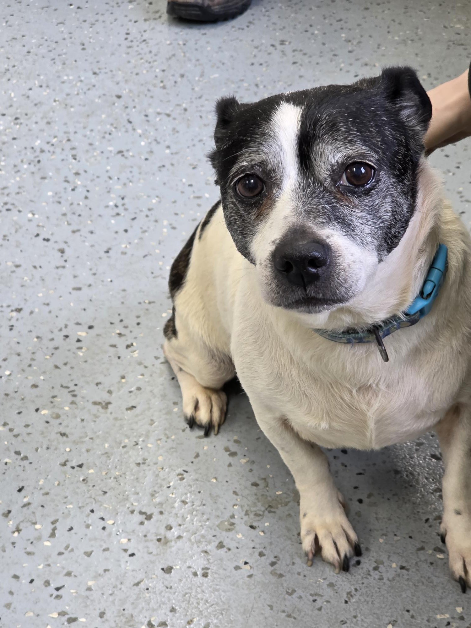 Humane - This is Dash, he is the dog 5 smaller dogs depend on for ...