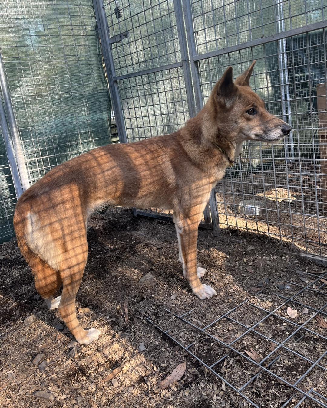 Sydney Fox and Dingo Rescue - 2 STALL HOLDER SPOTS LEFT FOR CANBERRA ...