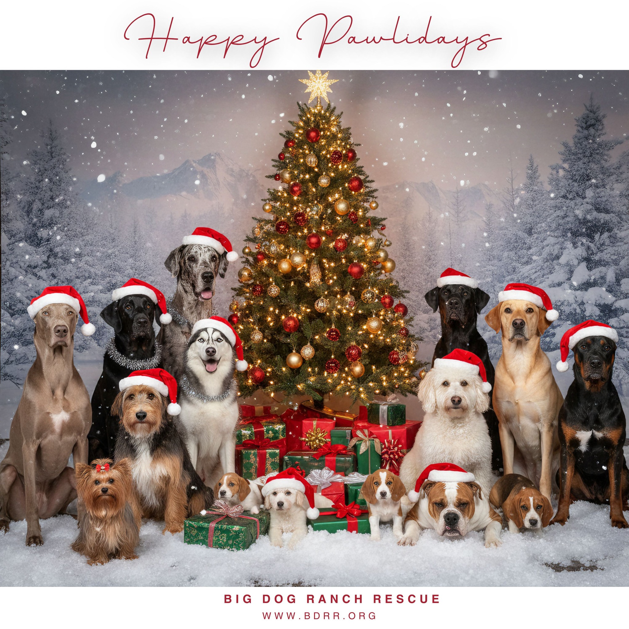 🎄Happy Paw-lidays from all of us at... - Big Dog Ranch Rescue | Facebook