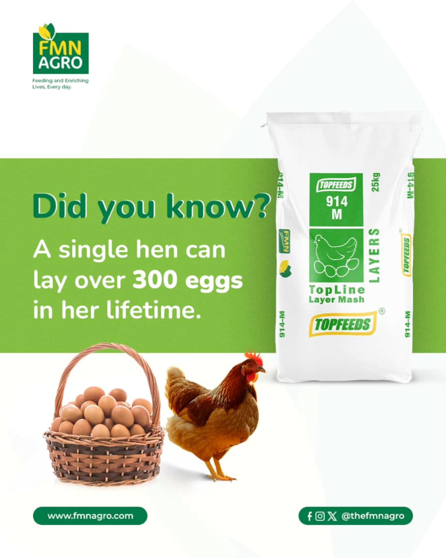 FMNAgro - Did you know? A single hen can lay over 300 eggs... | Facebook