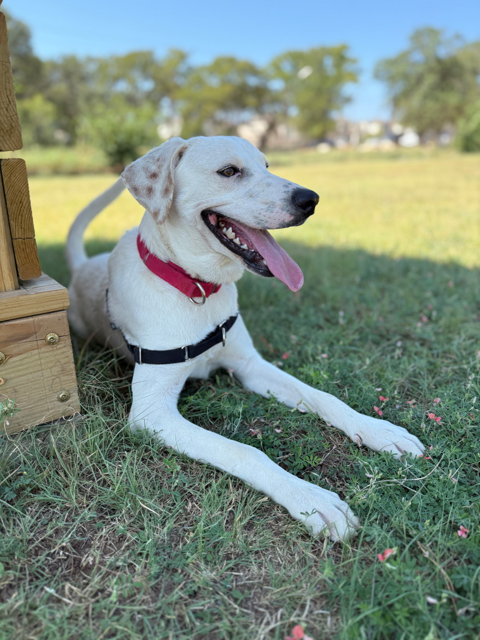 KENS - YOUR SHARE COULD HELP FIND HIM! 💙 A timid rescue dog named ...