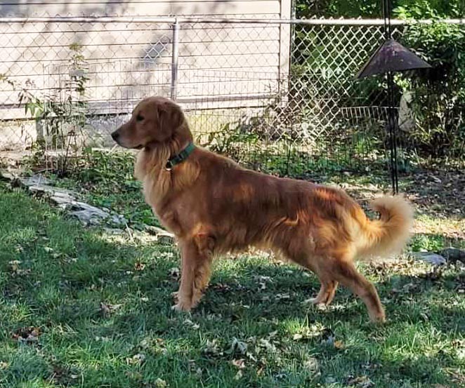 Golden Retriever... - Golden Retriever Rescue Resource, Inc.