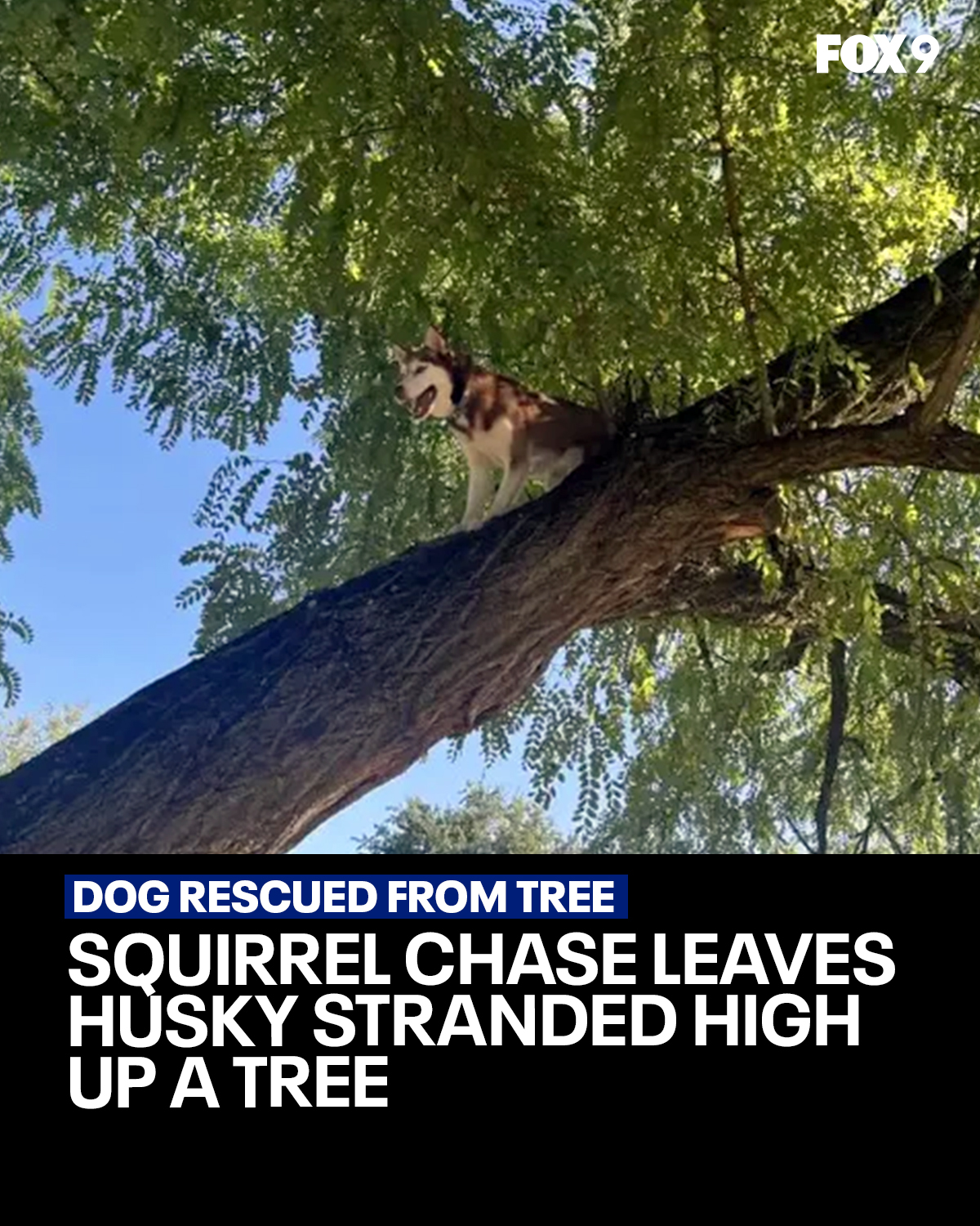 Fox 9 - A husky found herself stranded high in a tree... | Facebook