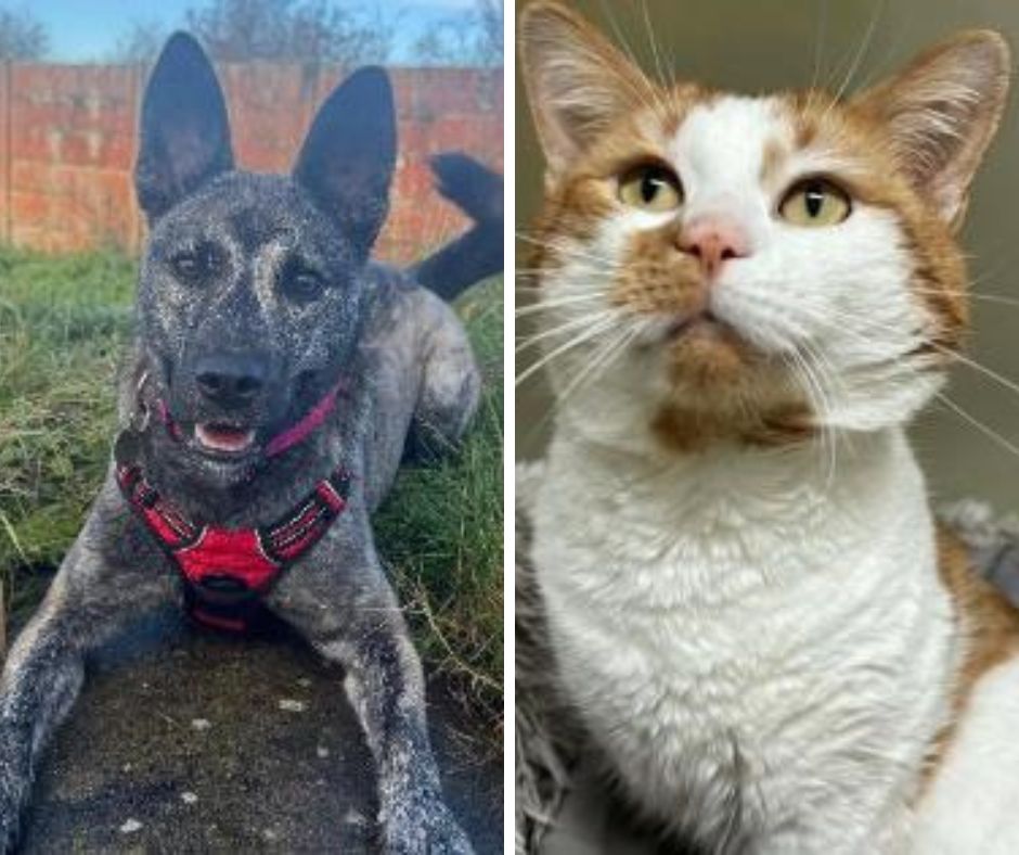 Blackpool - ️ ️Meet Roxy and Jaffa - can you give them or any of their ...
