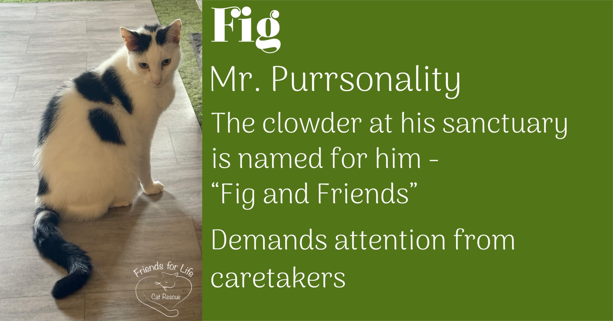 Psp psp psp Fig! In 2026,... - Friends For Life Cat Rescue | Facebook