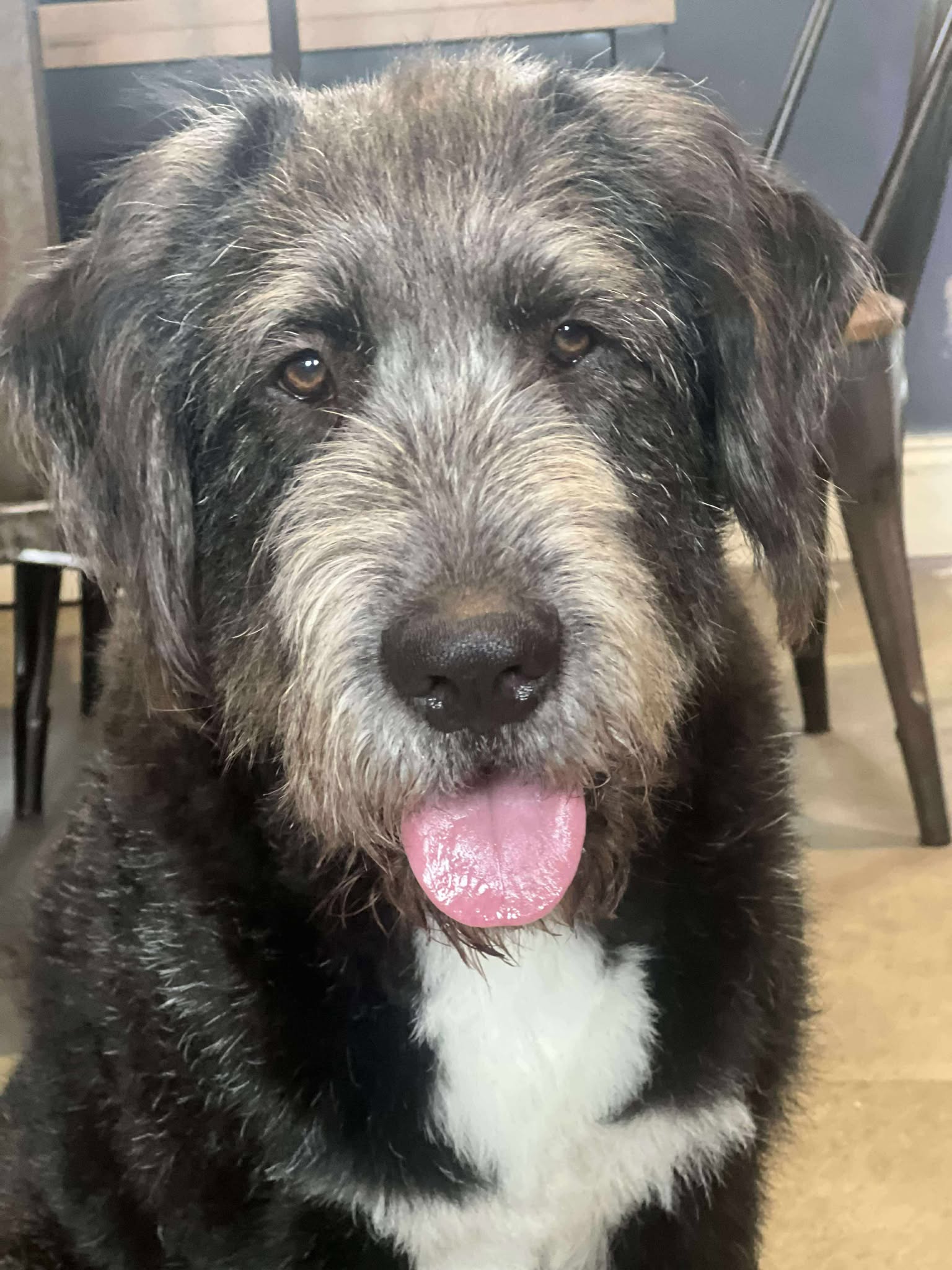Angel Watch Rescue and... - Angel Watch Rescue and Rehome
