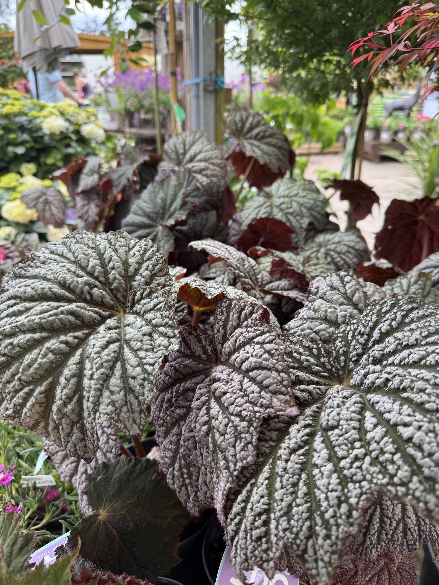 Introducing Begonia 'Lamoon' at Steve's Leaves