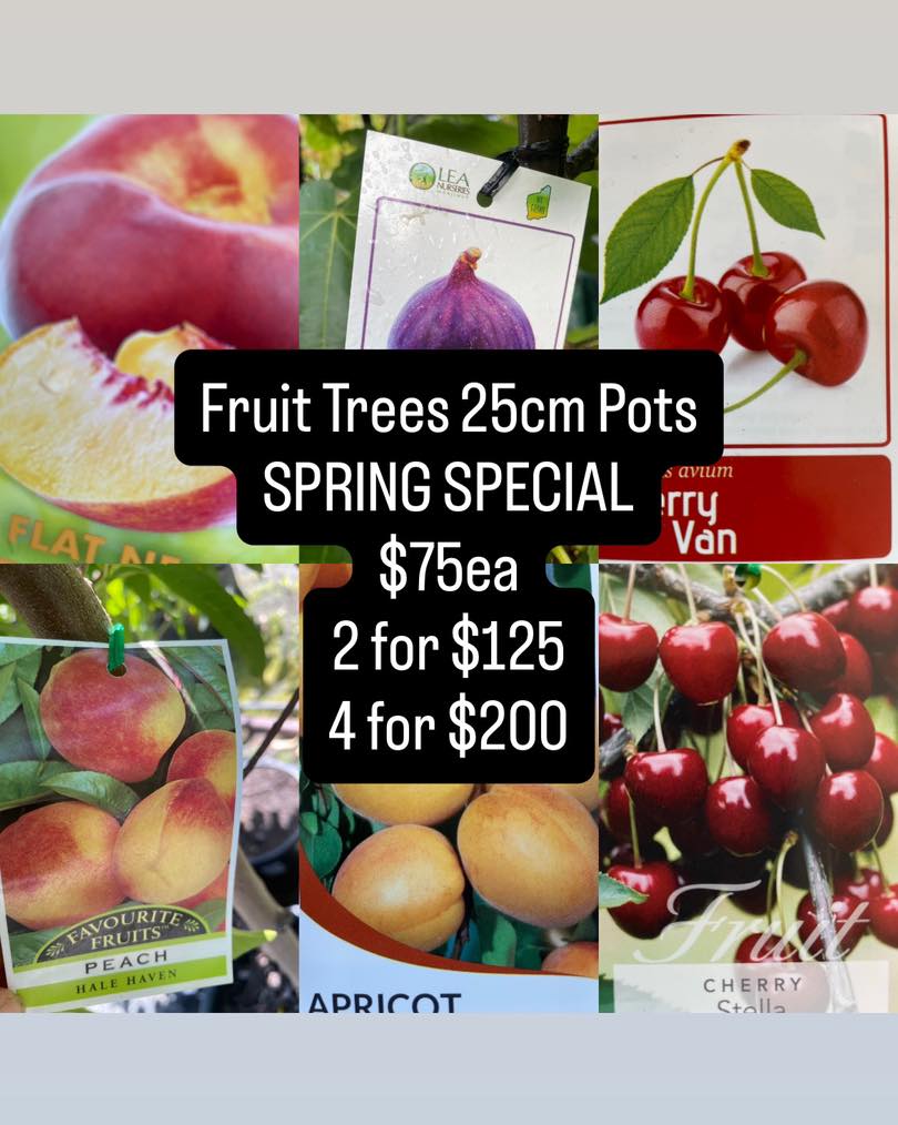Lakeside - 🍐🍑🍒Fruit Trees Spring Special! Last month- we potted up our ...