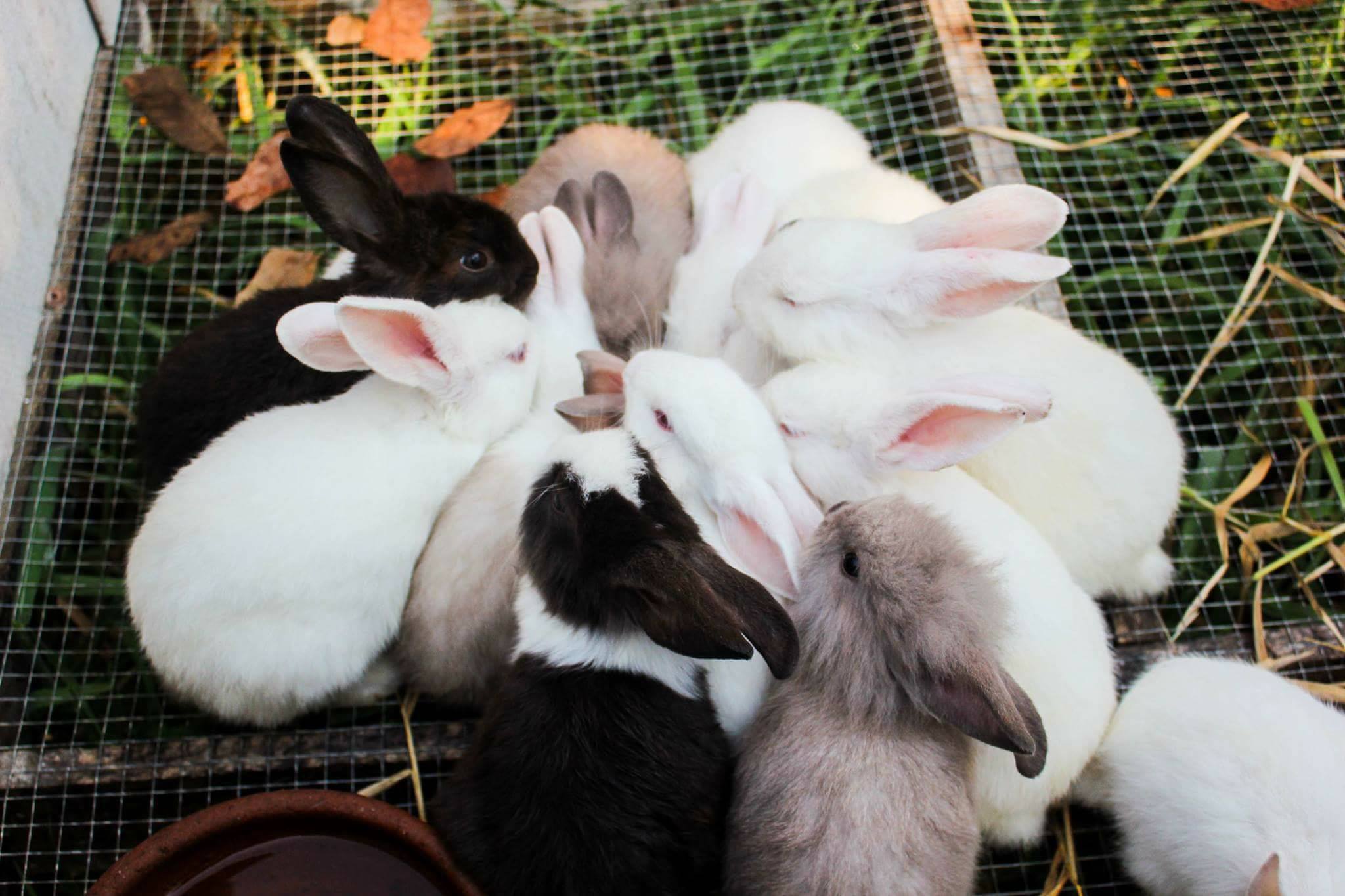 #อยากได้ตัวไหนเลือก... - JB Rabbit ฟารม์กระต่ายเชียงใหม่ | Facebook
