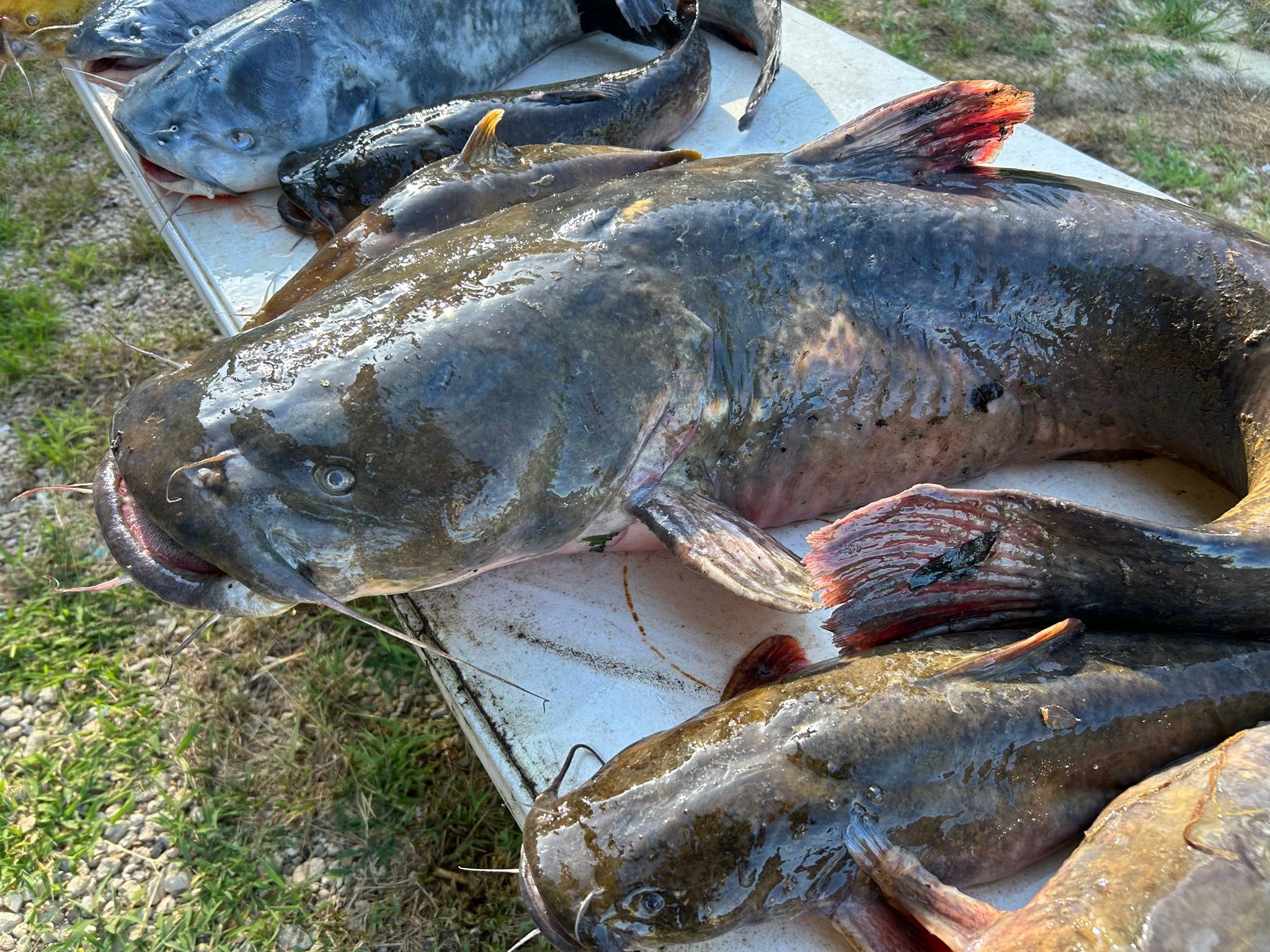 bank pole fishing wisconsin Black Hole USA Challenger Rods, Black Hole USA, Black Hole, Challenger Bank Checking Bank Poles at the