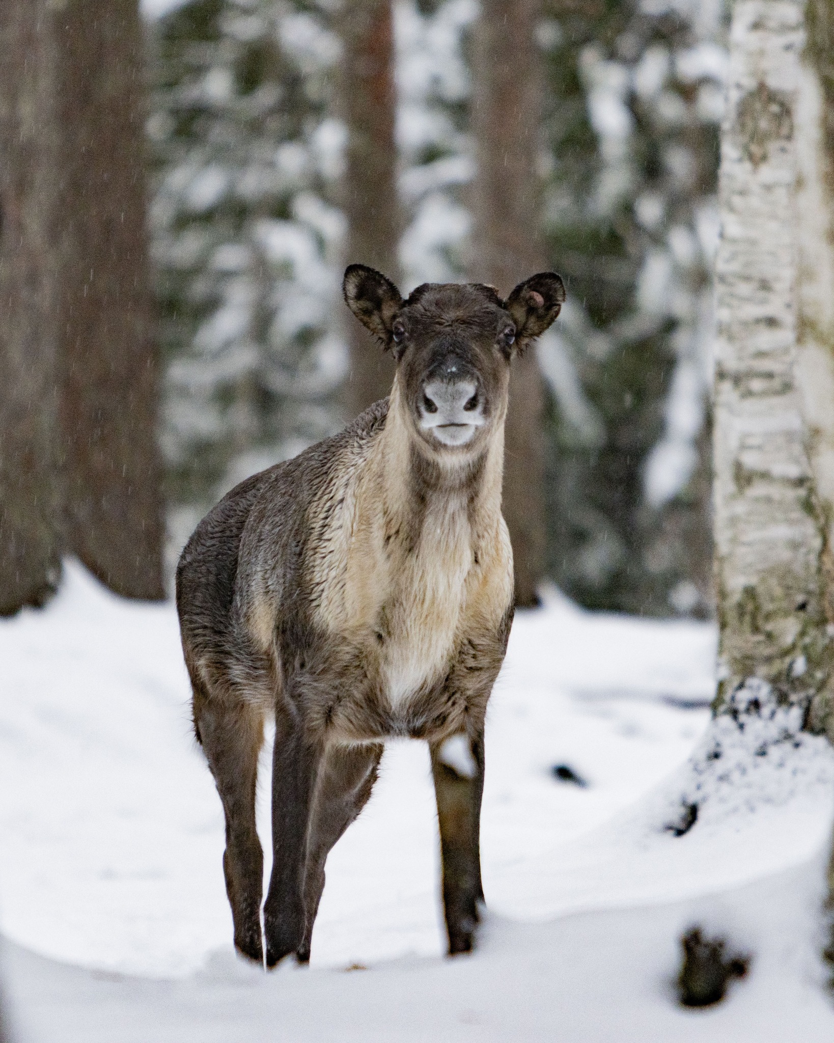 mets-peura-forest-mets-peura-forest-reindeer