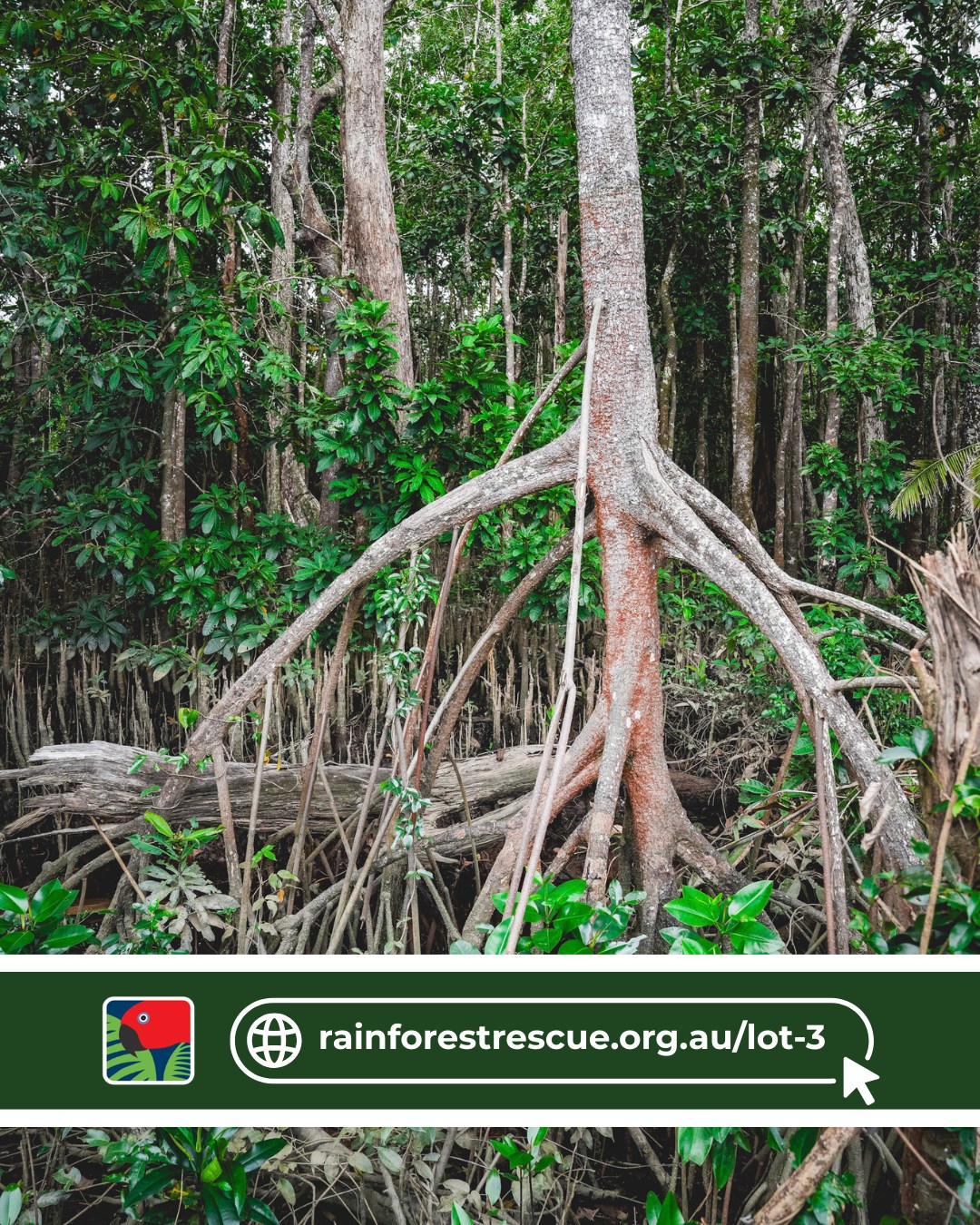 The mangroves beside Lot 3 are under... - Rainforest Rescue | Facebook