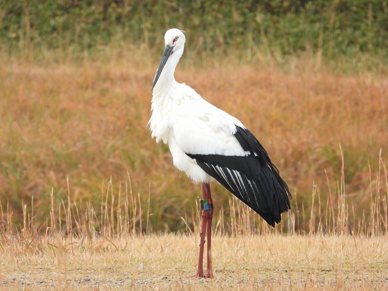 兵庫県立 - 兵庫県立コウノトリの郷公園 Hyogo Park of the