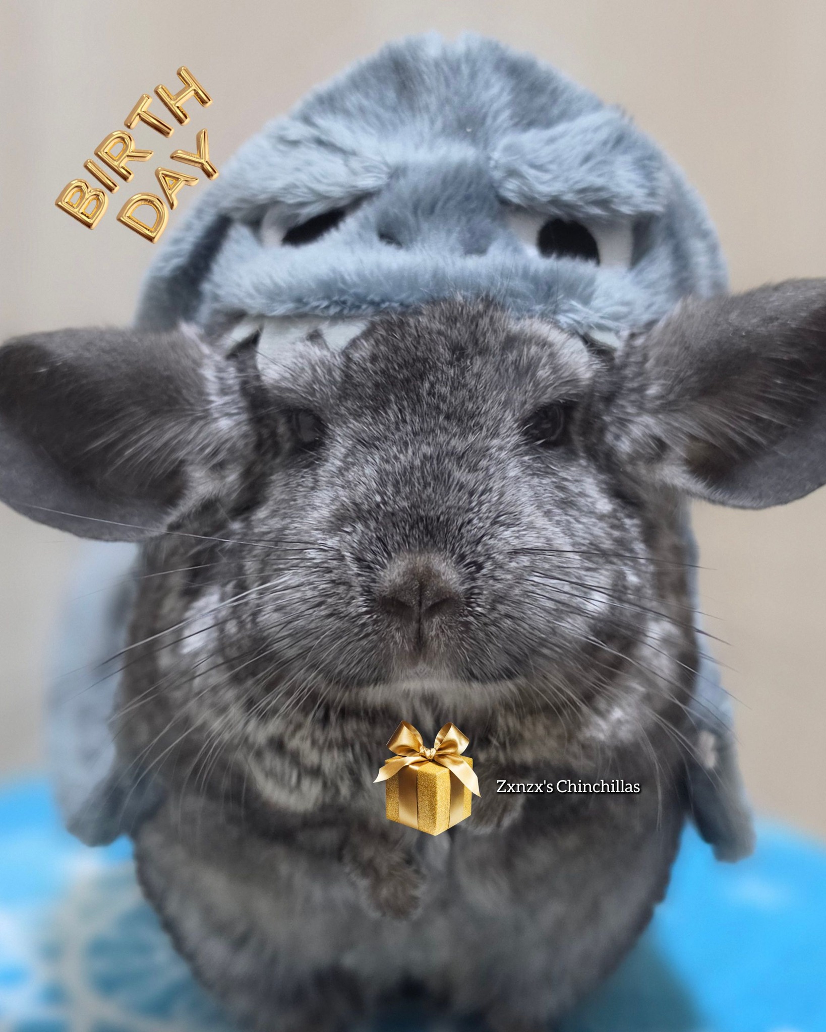 にゃんず様♥️ Zxnzx's Chinchillas (@zxnzxchinchillas) • Facebook