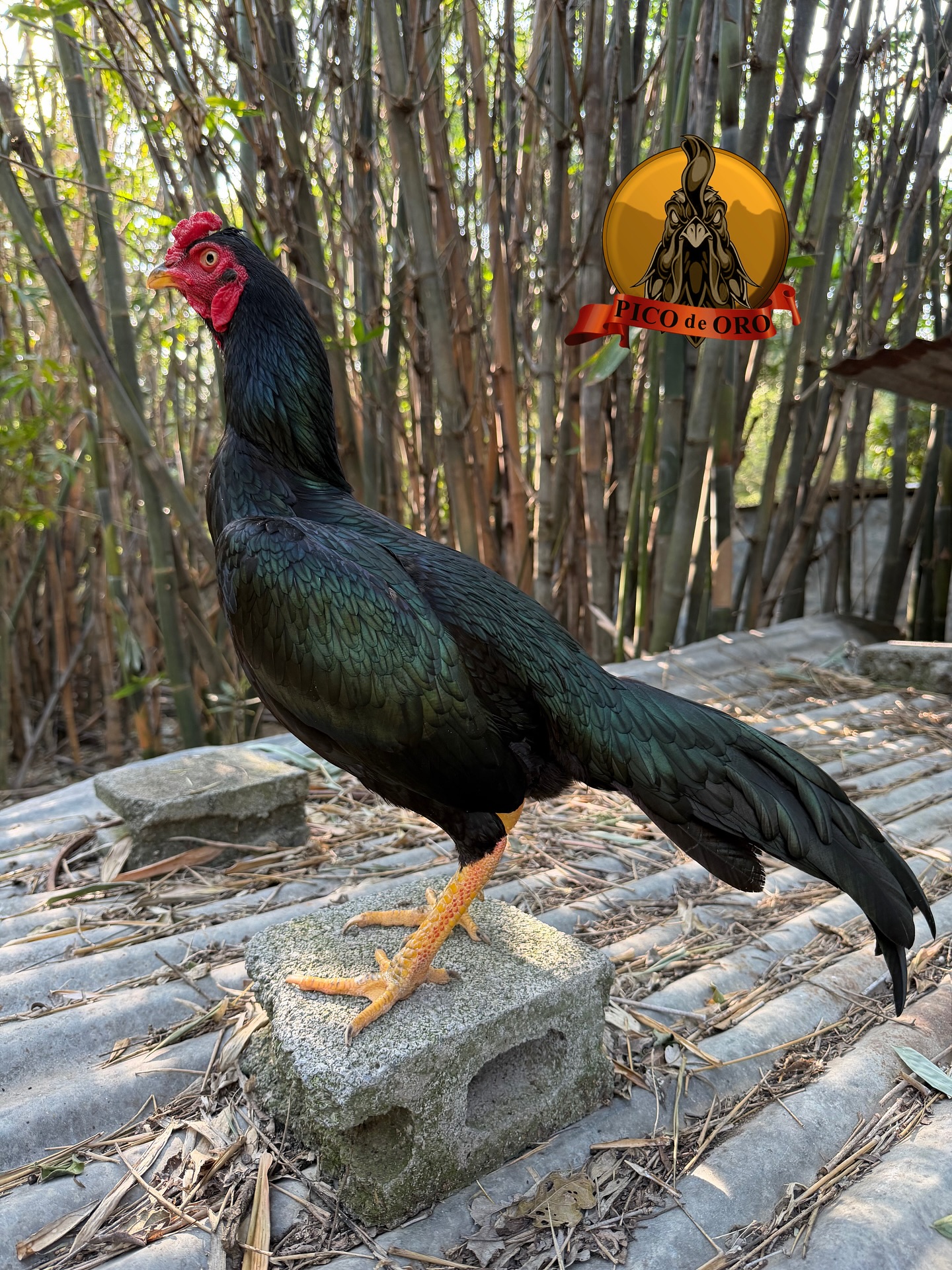 Gallera Pico De Oro