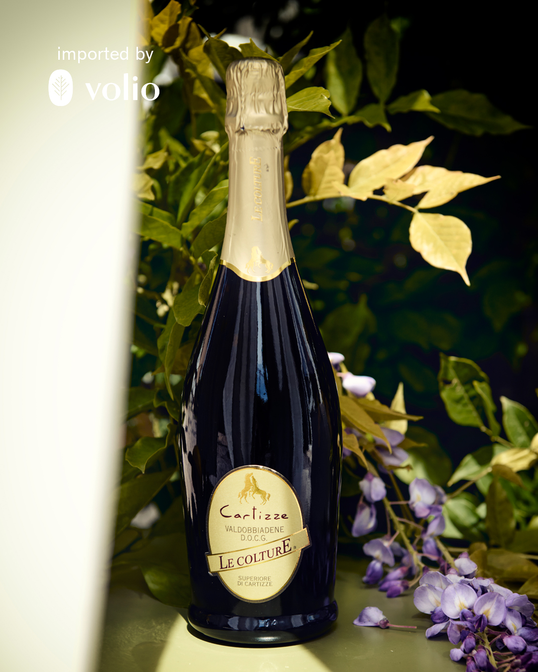 Volio Imports | Denver CO