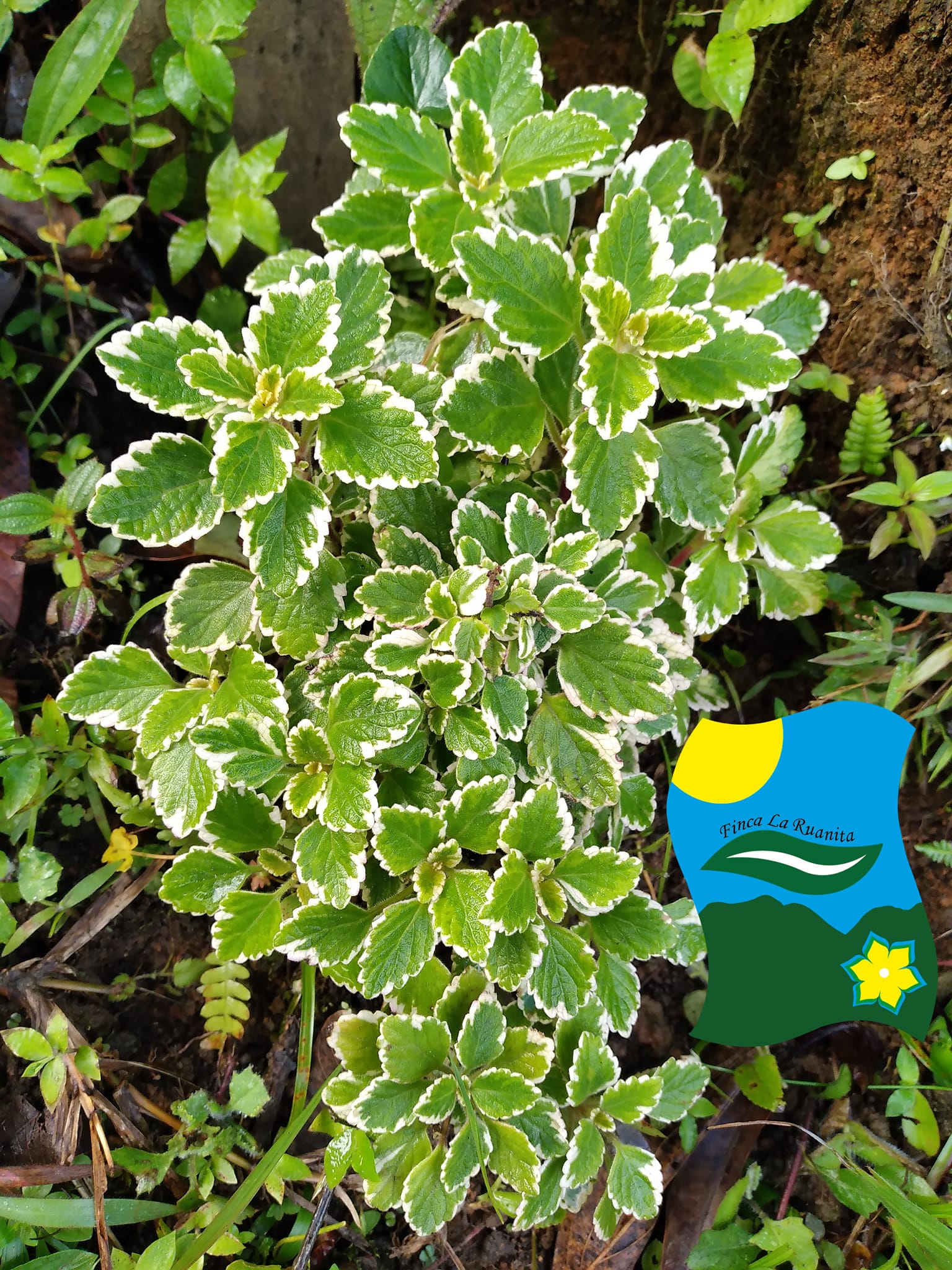 La Ruanita - El Incienso o falso Incienso, Plectranthus... | Facebook