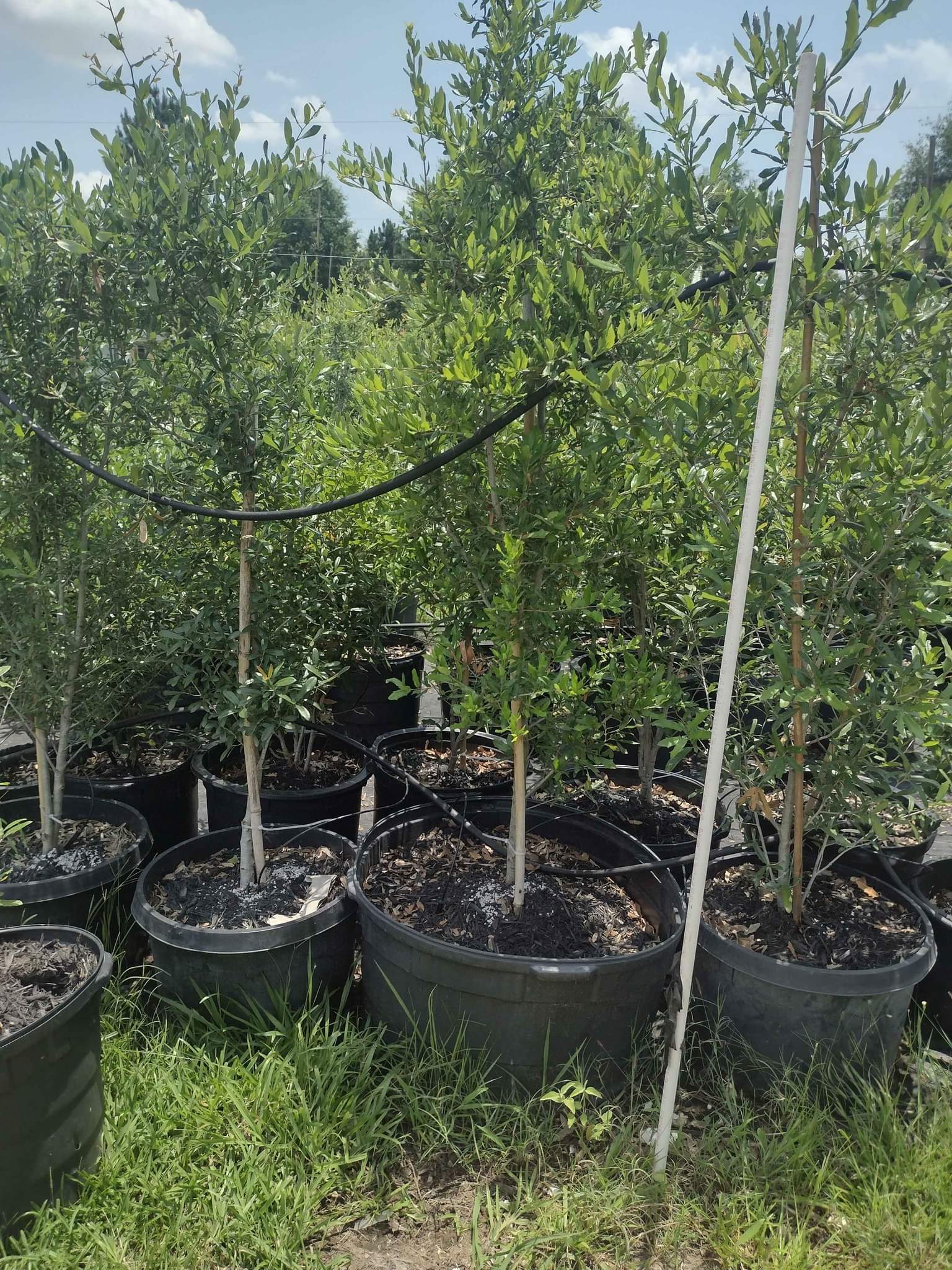 used nursery pots plants trees roses flowers cactuses maceta de ...
