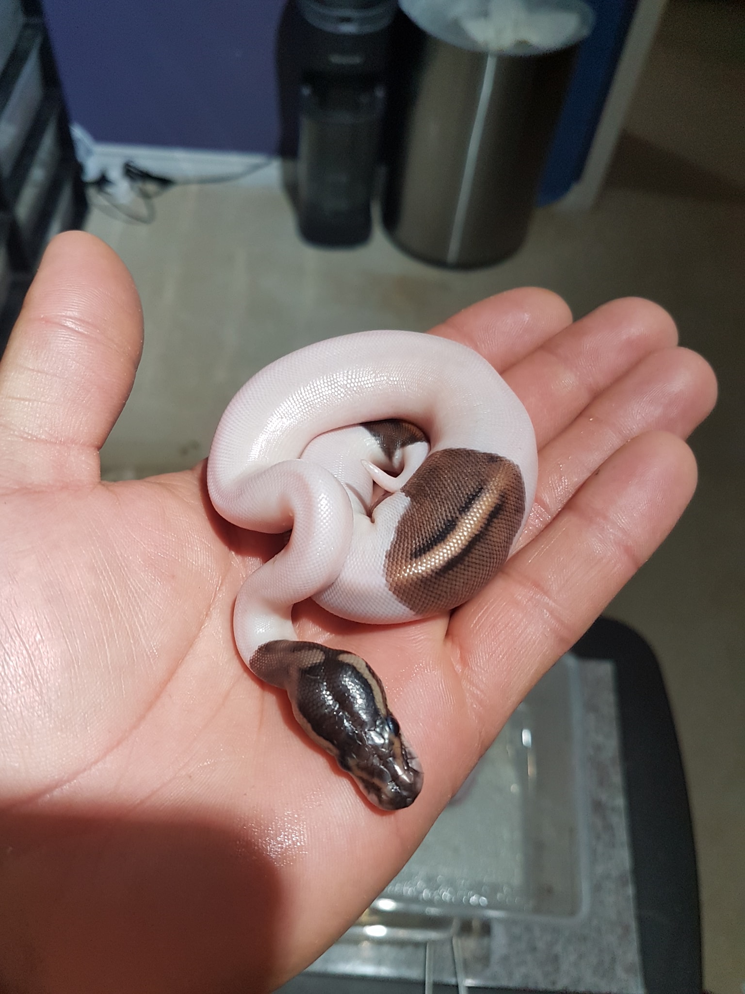 AK Ball Pythons | Winnipeg MB