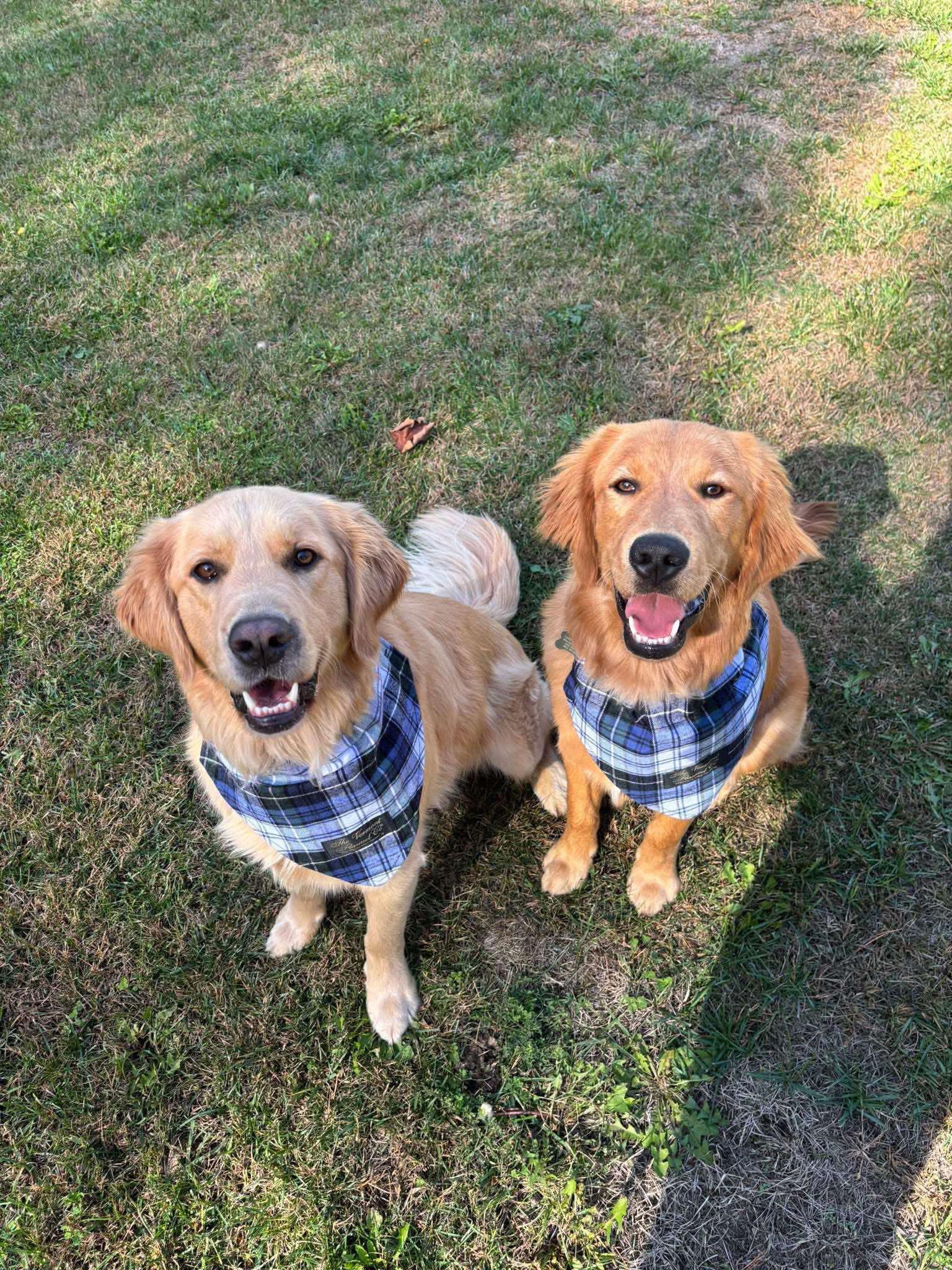 Lost - 🌈1/4 Rueger and Gunner were sadly found in the quarry near their ...