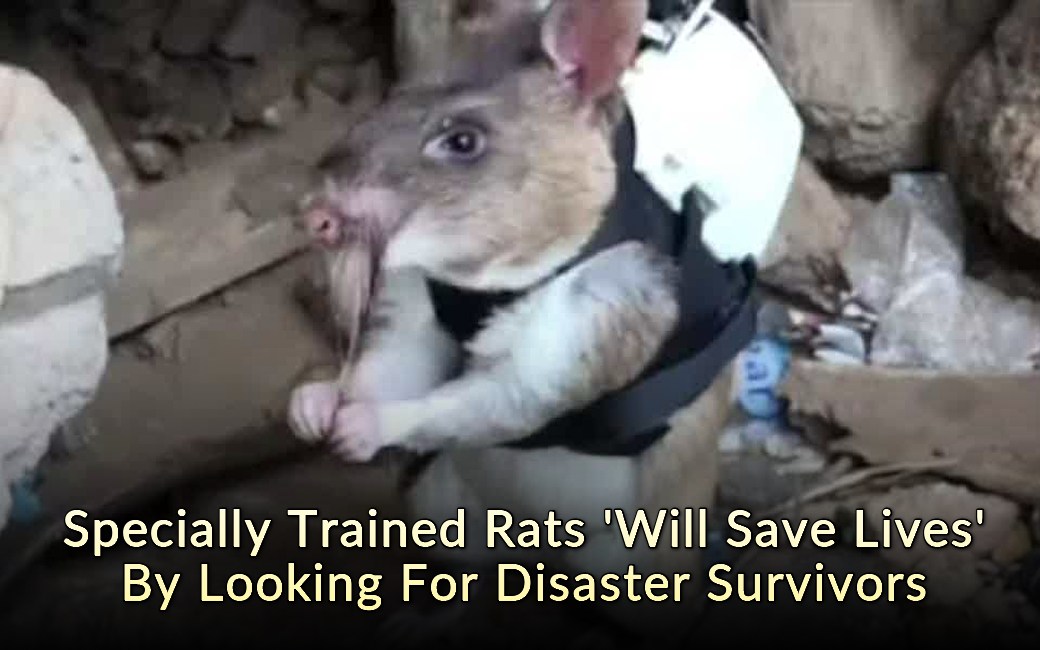 nametests.com - Specially Trained Rats 'Will Save Lives' By Looking For ...