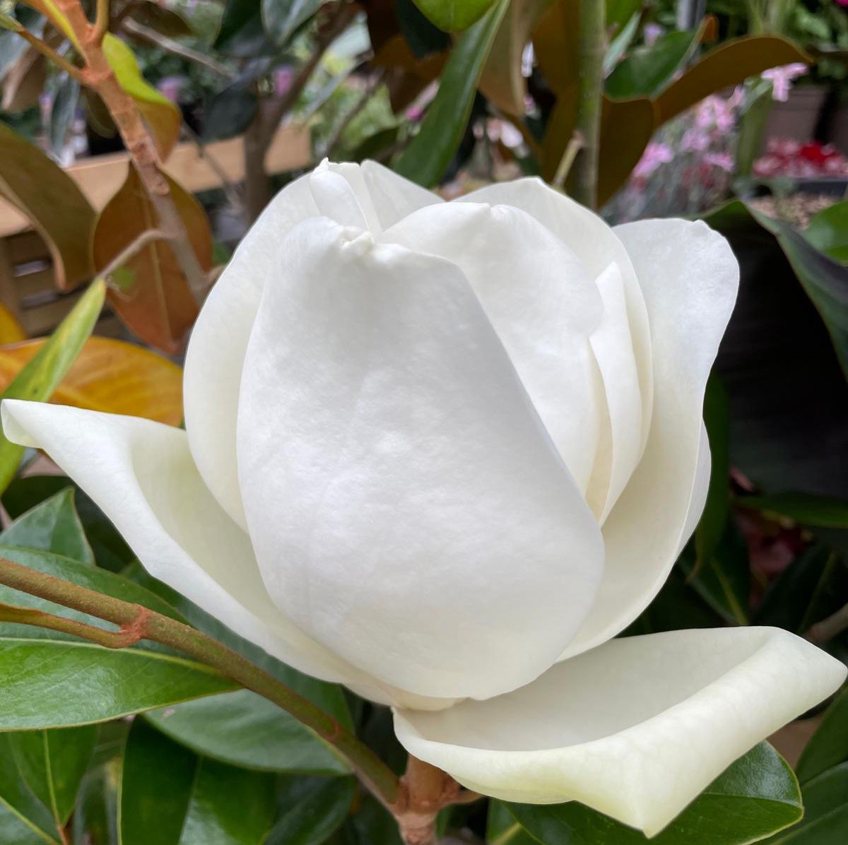Prior - Magnolia grandiflora 'Goliath' is one of the most magnificent ...