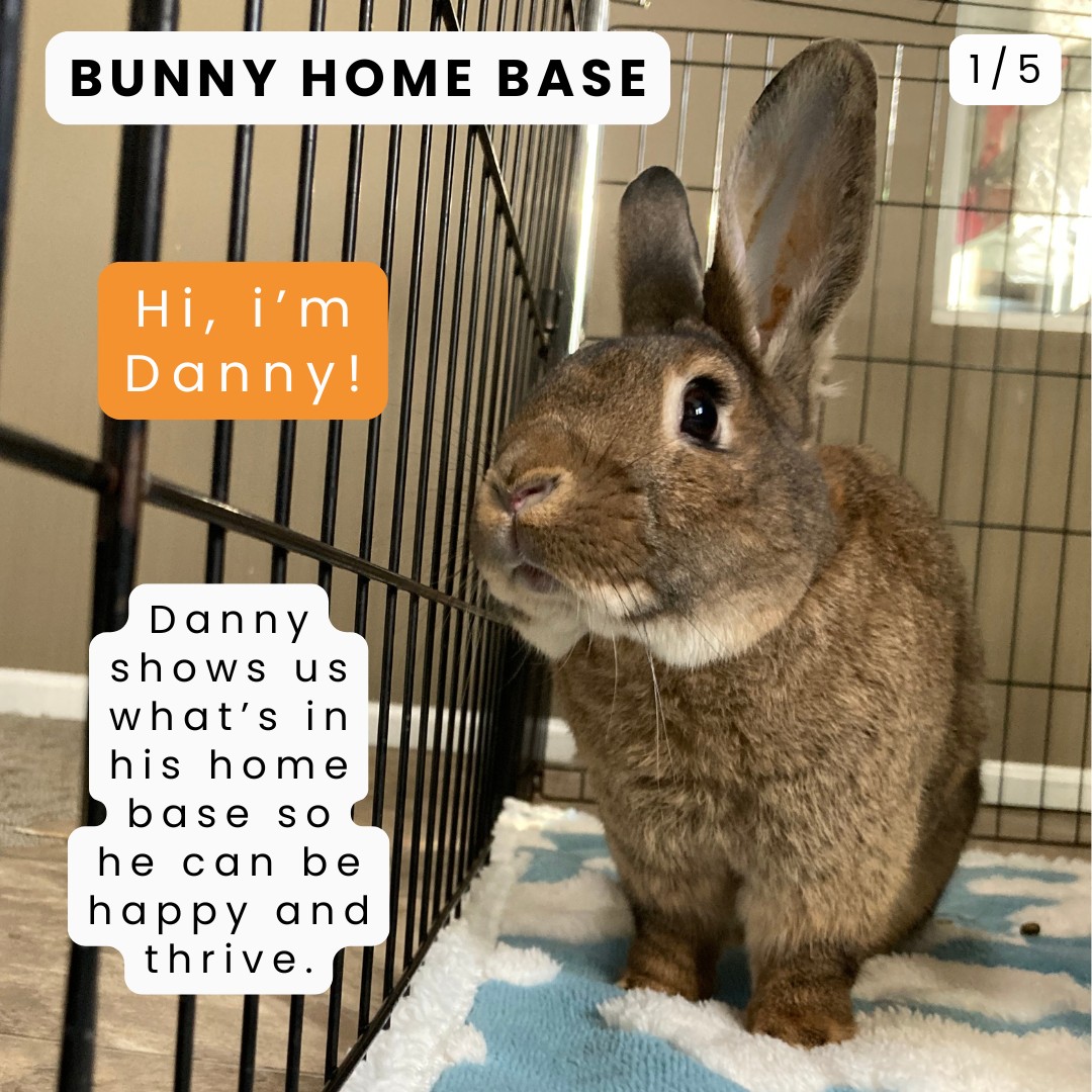 Ohio House Rabbit Rescue | Worthington OH