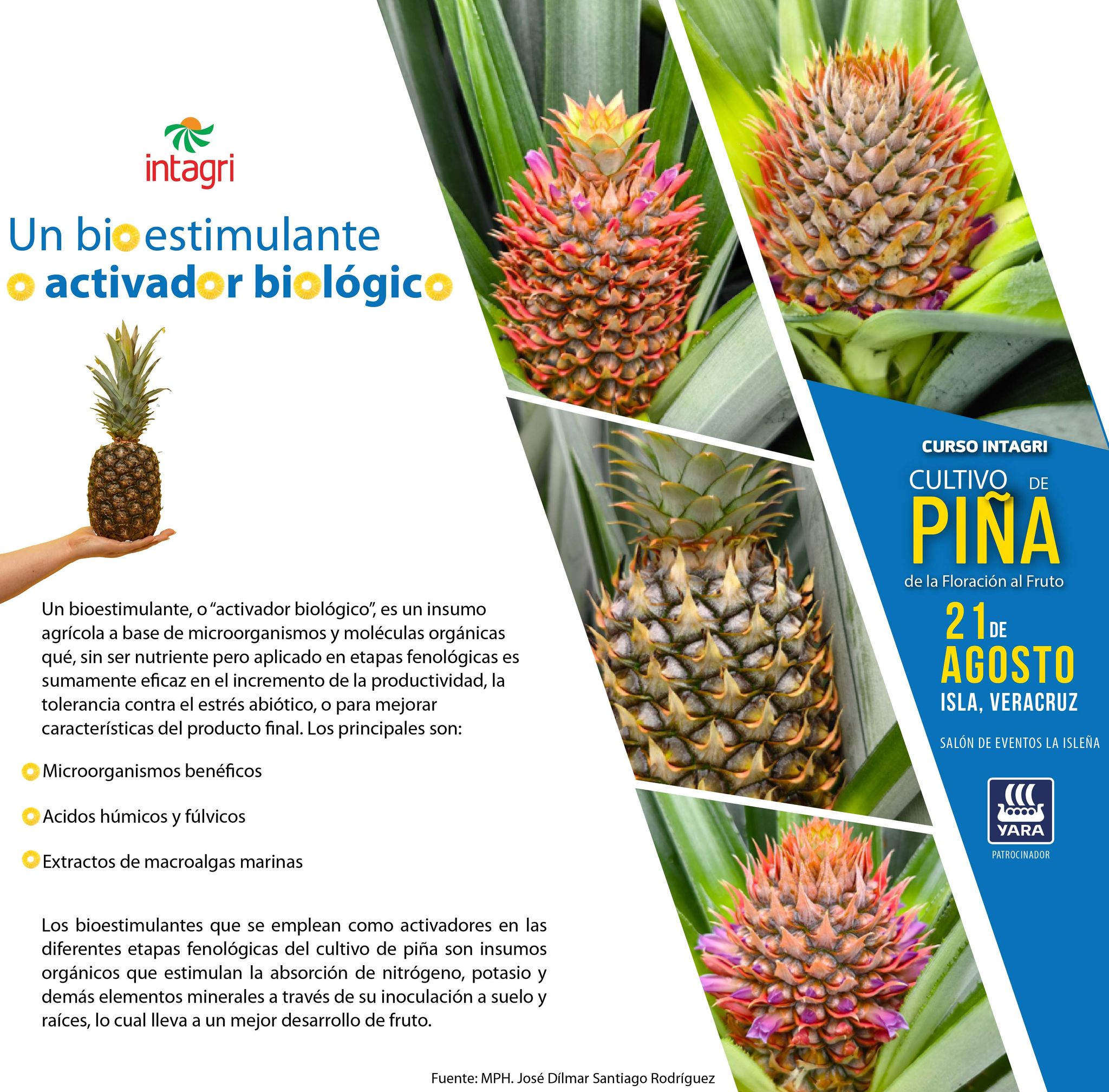 Intagri - 🍍 ¿Sabías que los bioestimulantes pueden mejorar la calidad y ...