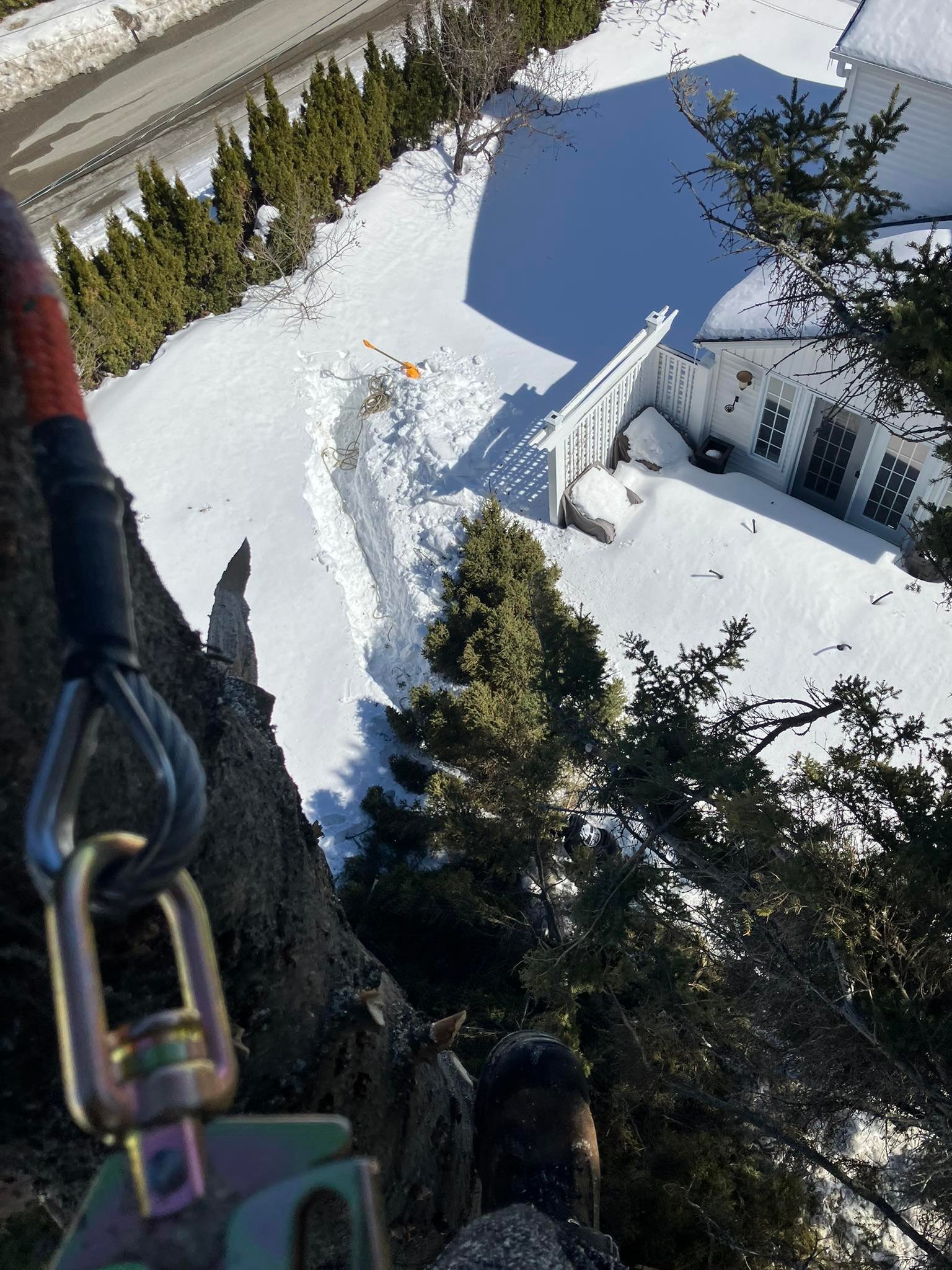 Next Step Tree | Timmins ON