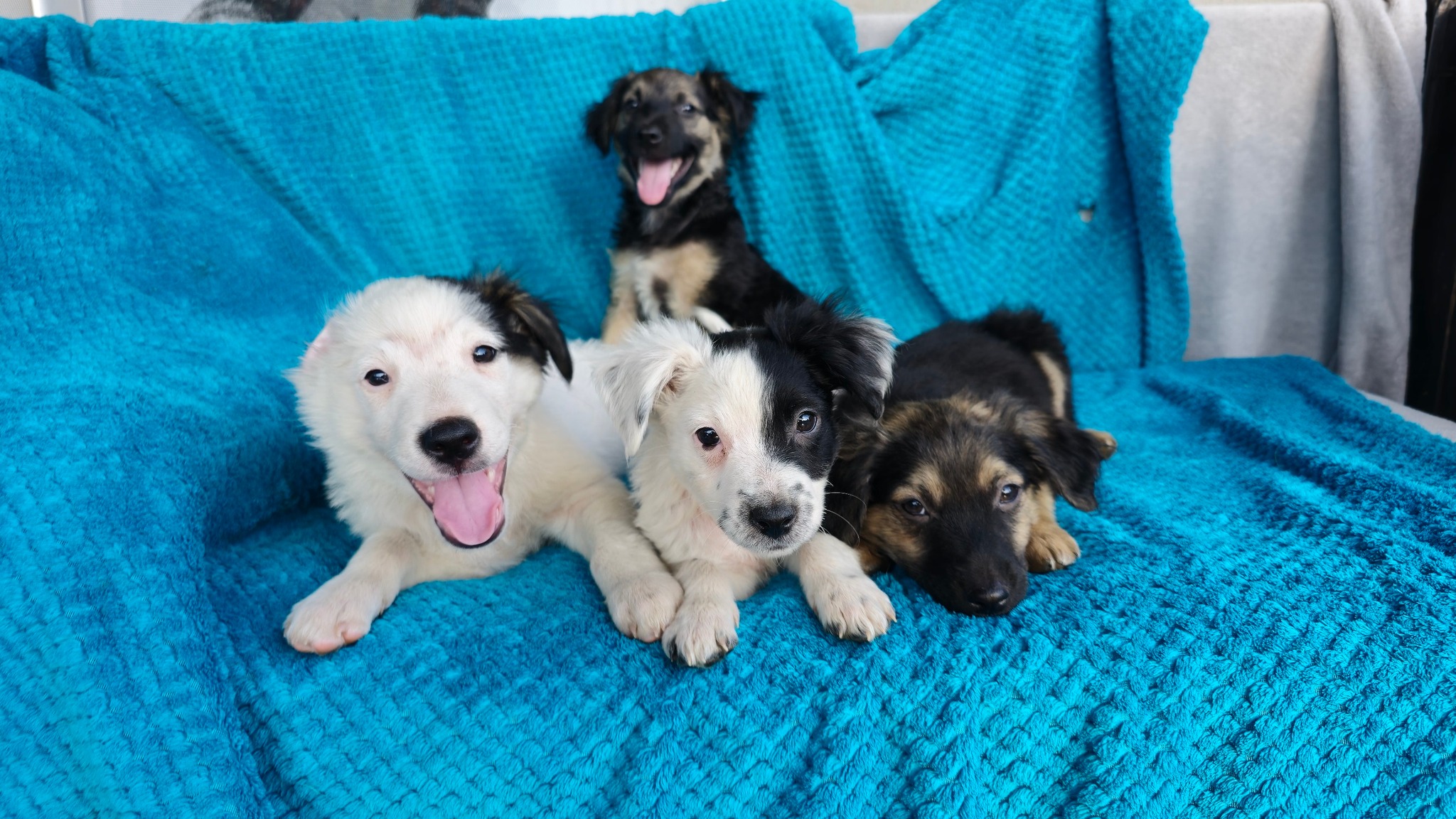 Fallen Angels Pet Rescue added... - Fallen Angels Pet Rescue