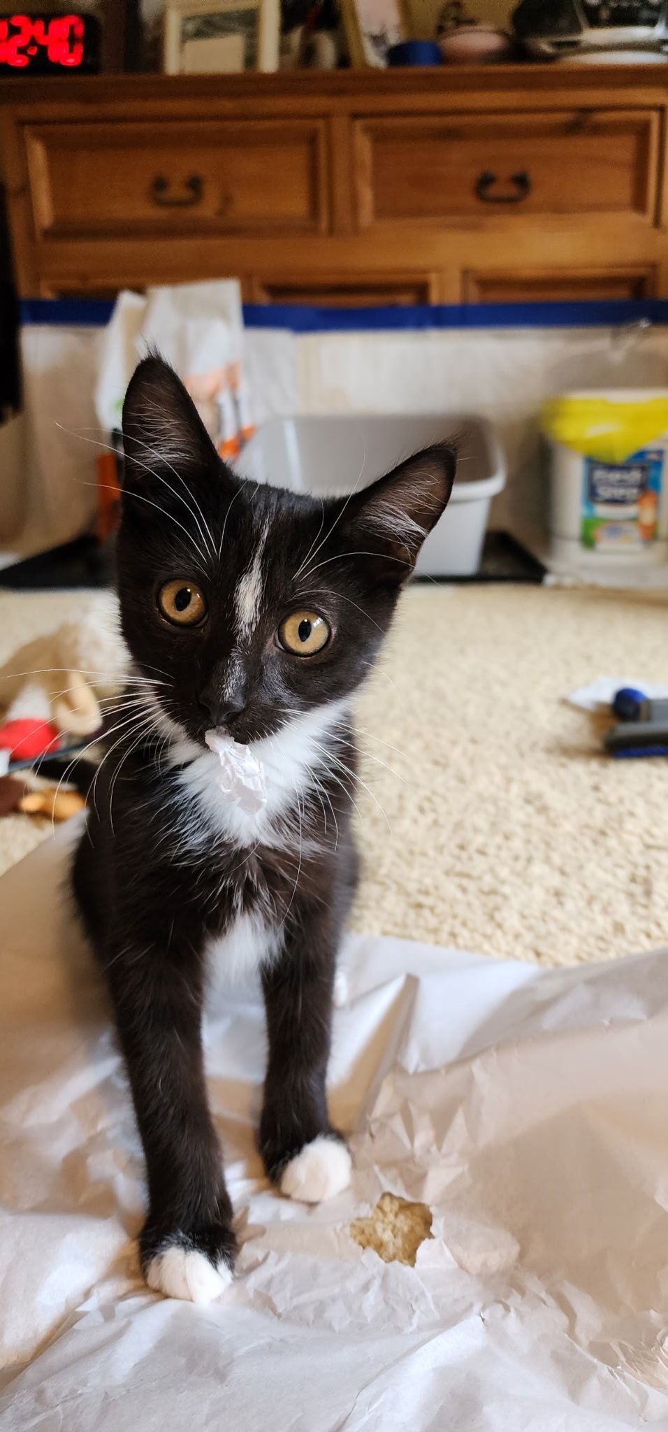 Kenosha - We absolutely cannot believe Calvin is still here! Calvin is
