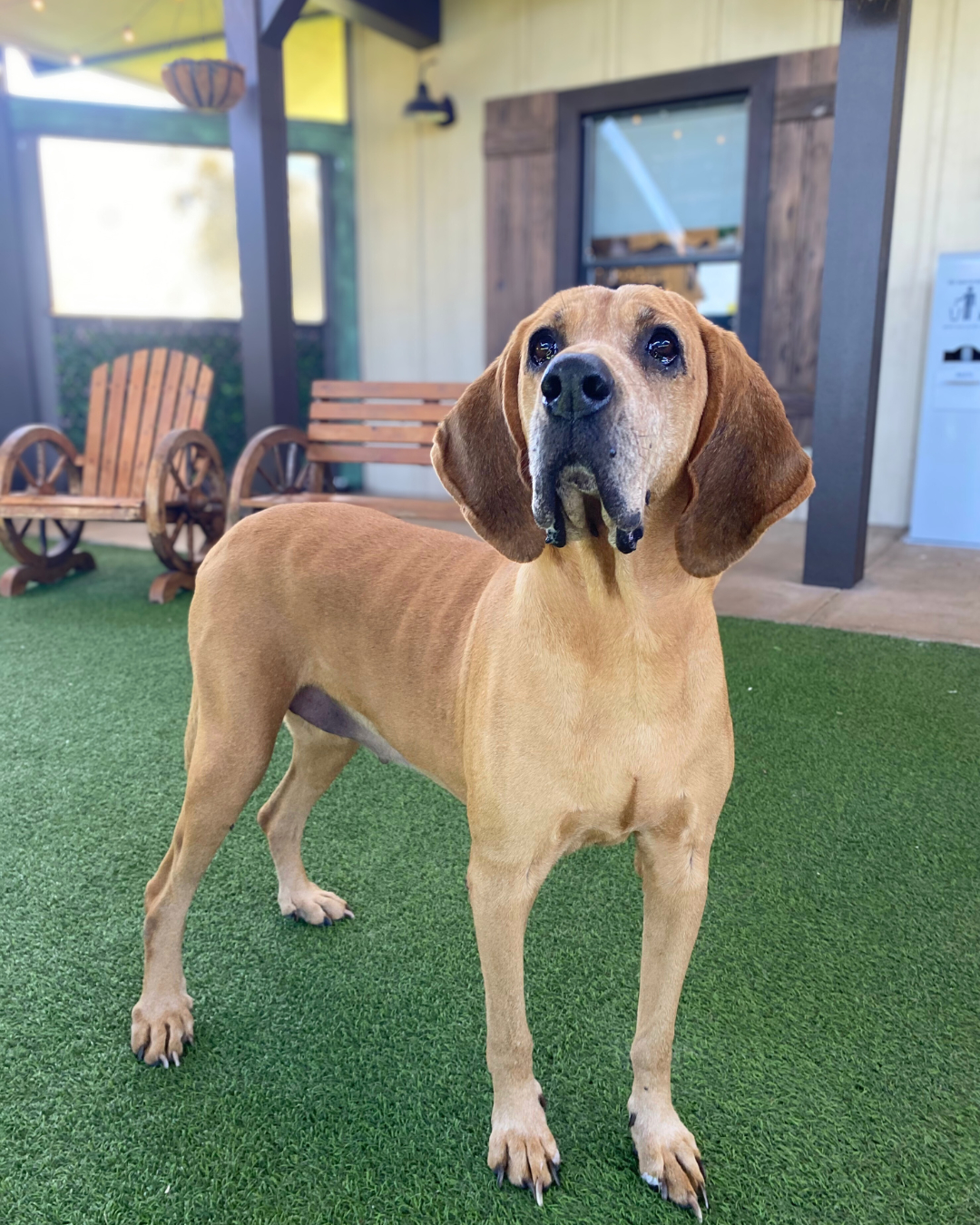 Meet Scarlett 🐾💗 Scarlett is a... - Big Dog Ranch Rescue | Facebook