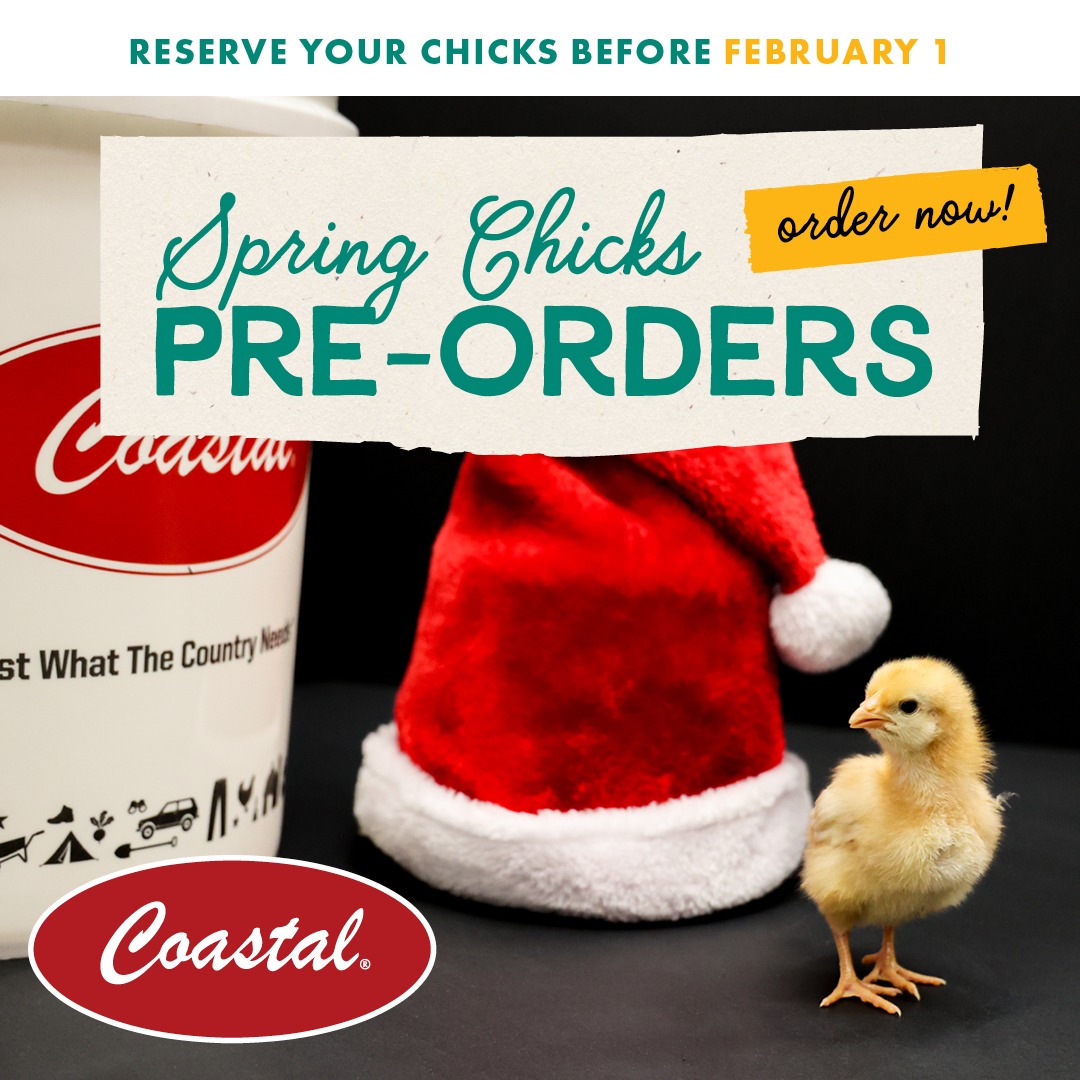 Coastal - 🐣 Chick pre-orders are OPEN for a limited time! 🐣 Reserve ...
