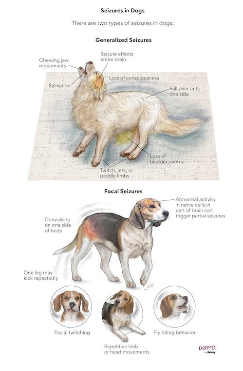 What Causes Fits in Dogs: Uncovering Hidden Triggers