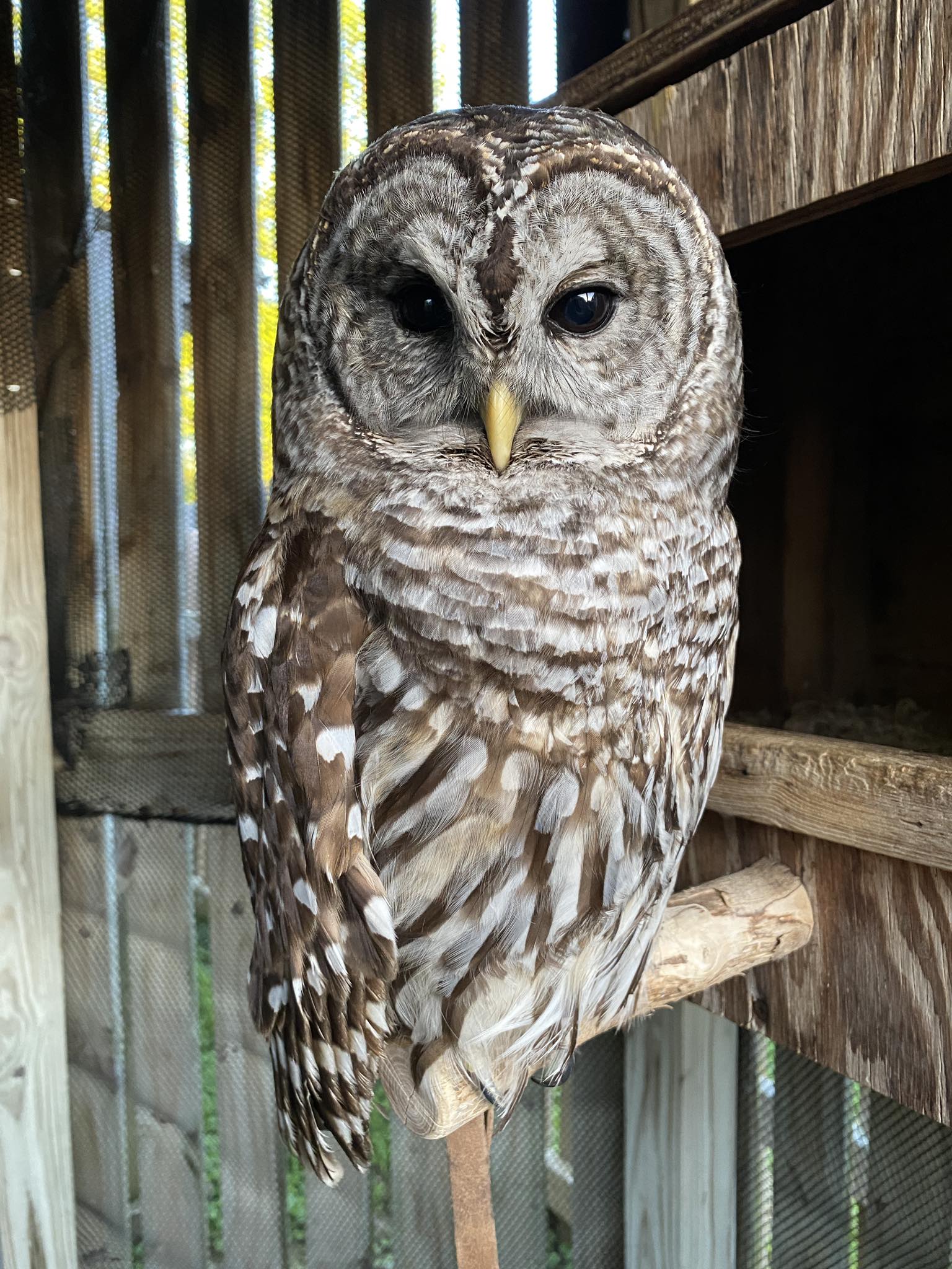 Raptor Rehabilitation of Kentucky Inc | Louisville KY