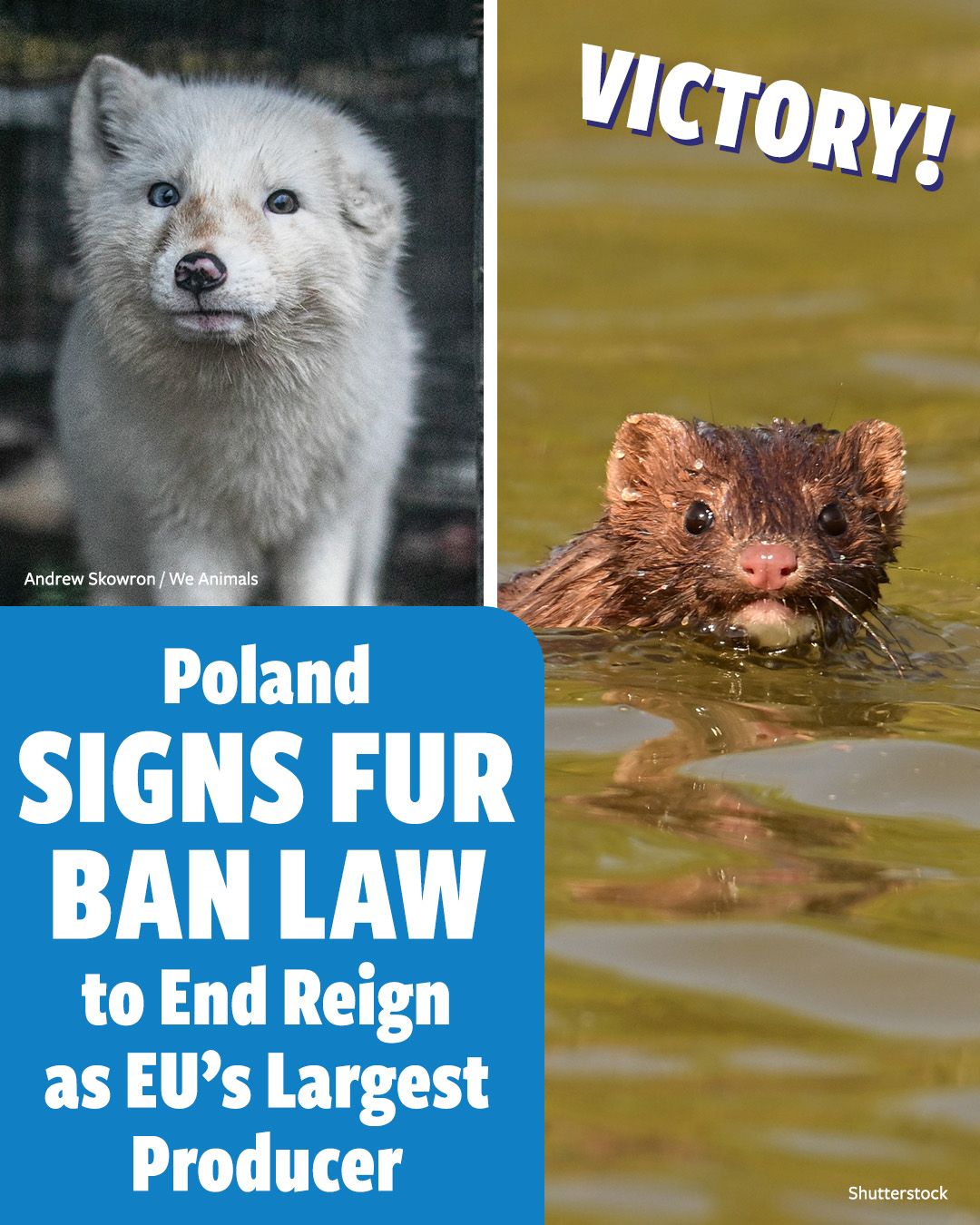 In - In a monumental victory for animals and a devastating blow to the ...