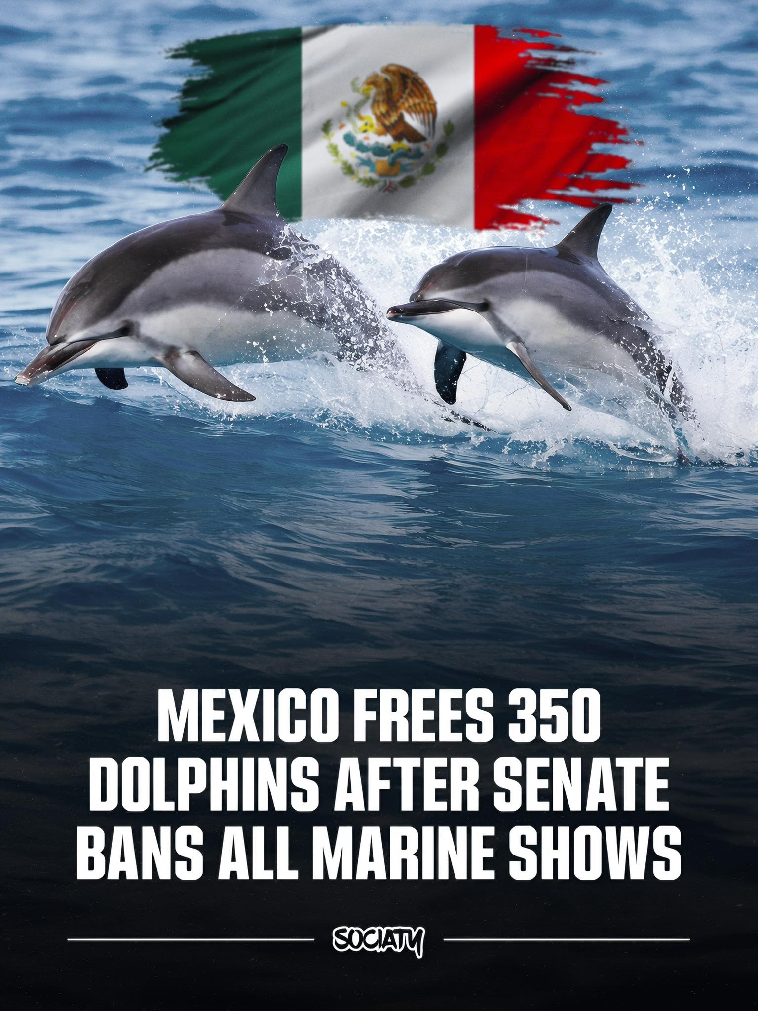 Sociaty - Mexico has passed a law banning all dolphin and marine mammal ...