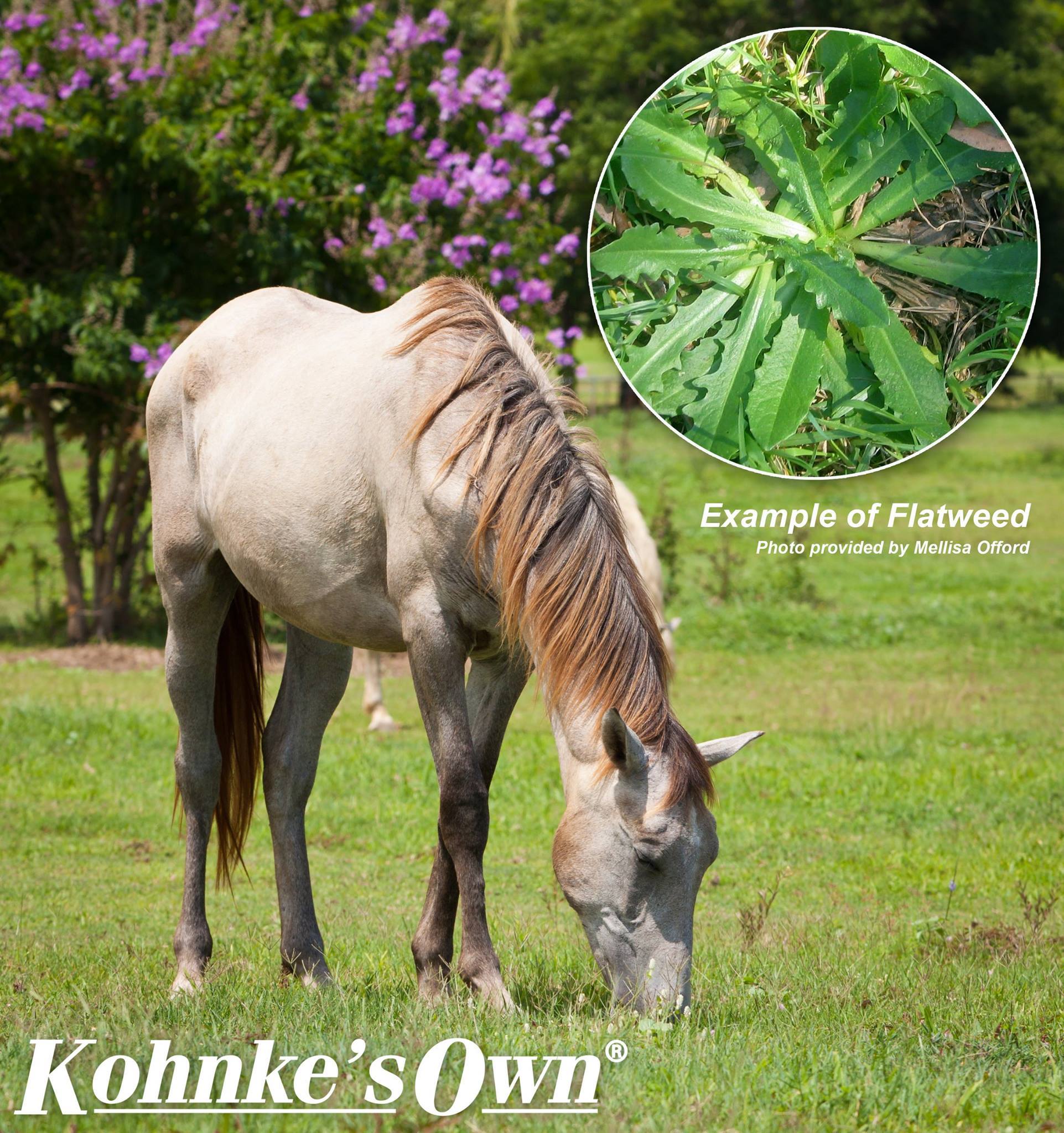 Kohnke's - Warning: Stringhalt Season Returns After another hot dry ...