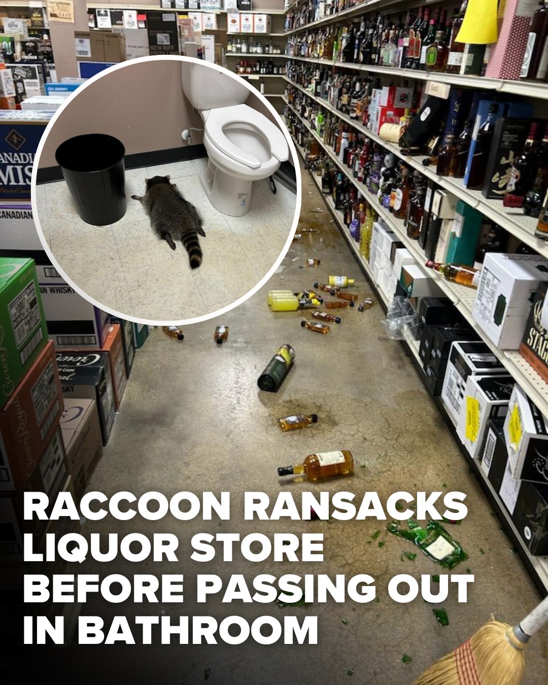 CBS - PARTY ANIMAL! | A raccoon caused chaos in a Virginia liquor store ...
