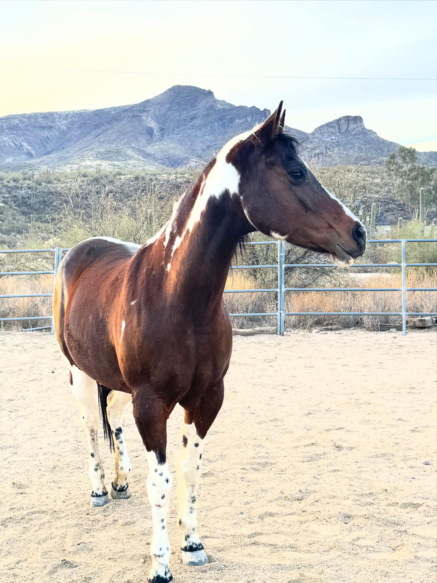 Triple R Horse Rescue added a new... - Triple R Horse Rescue
