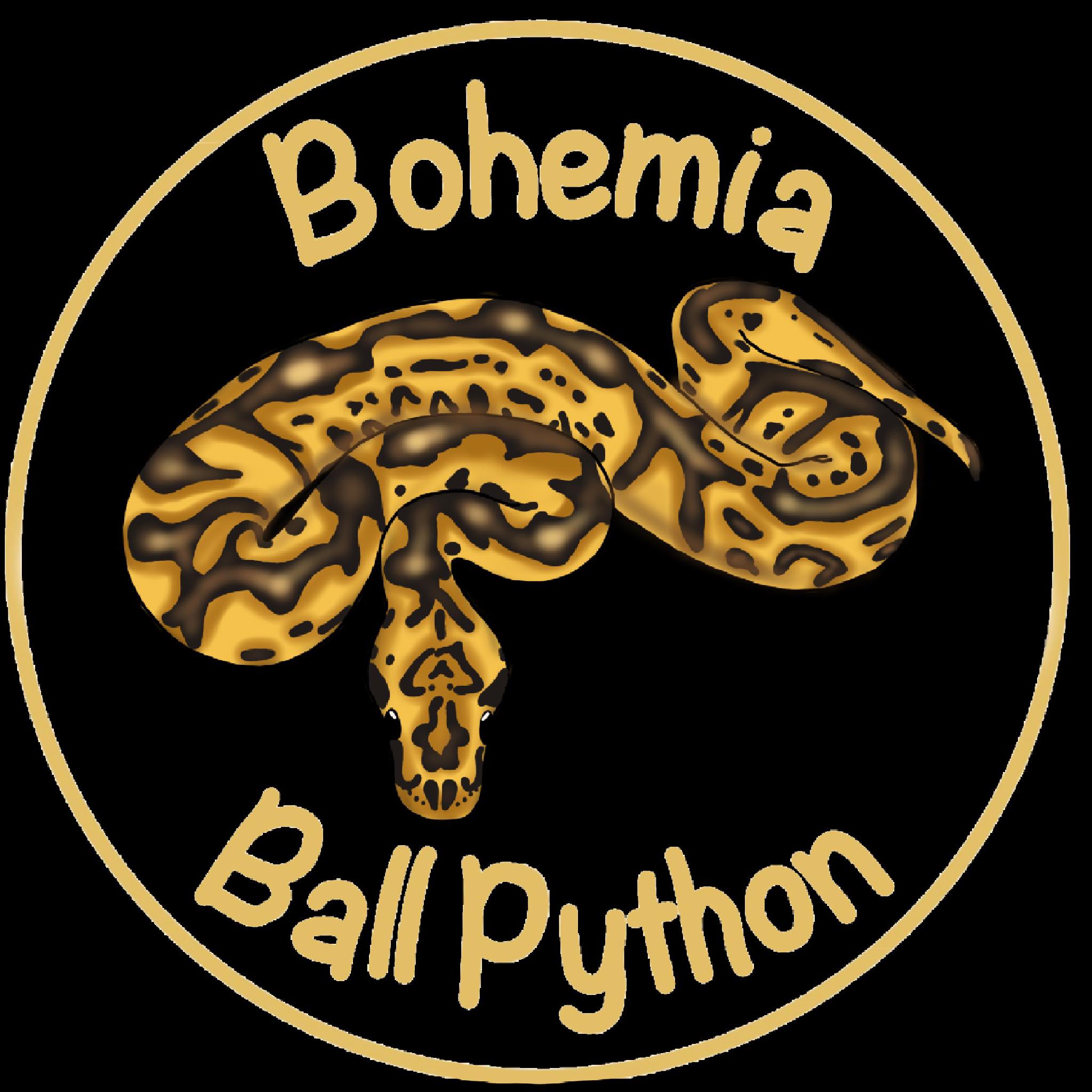 Bohemia Ball Python | Budweis